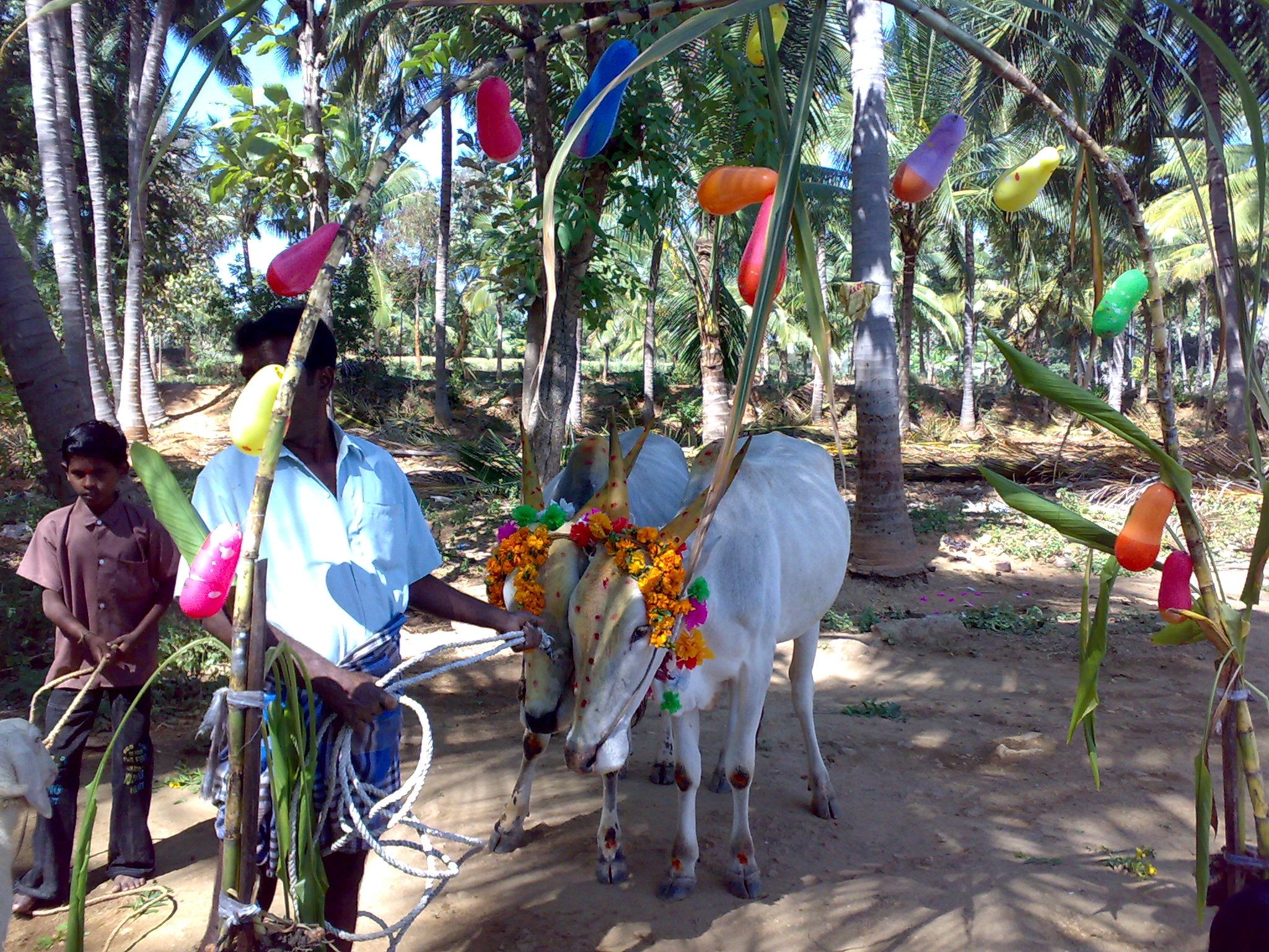 2048x1536 A friendly pongal celebration