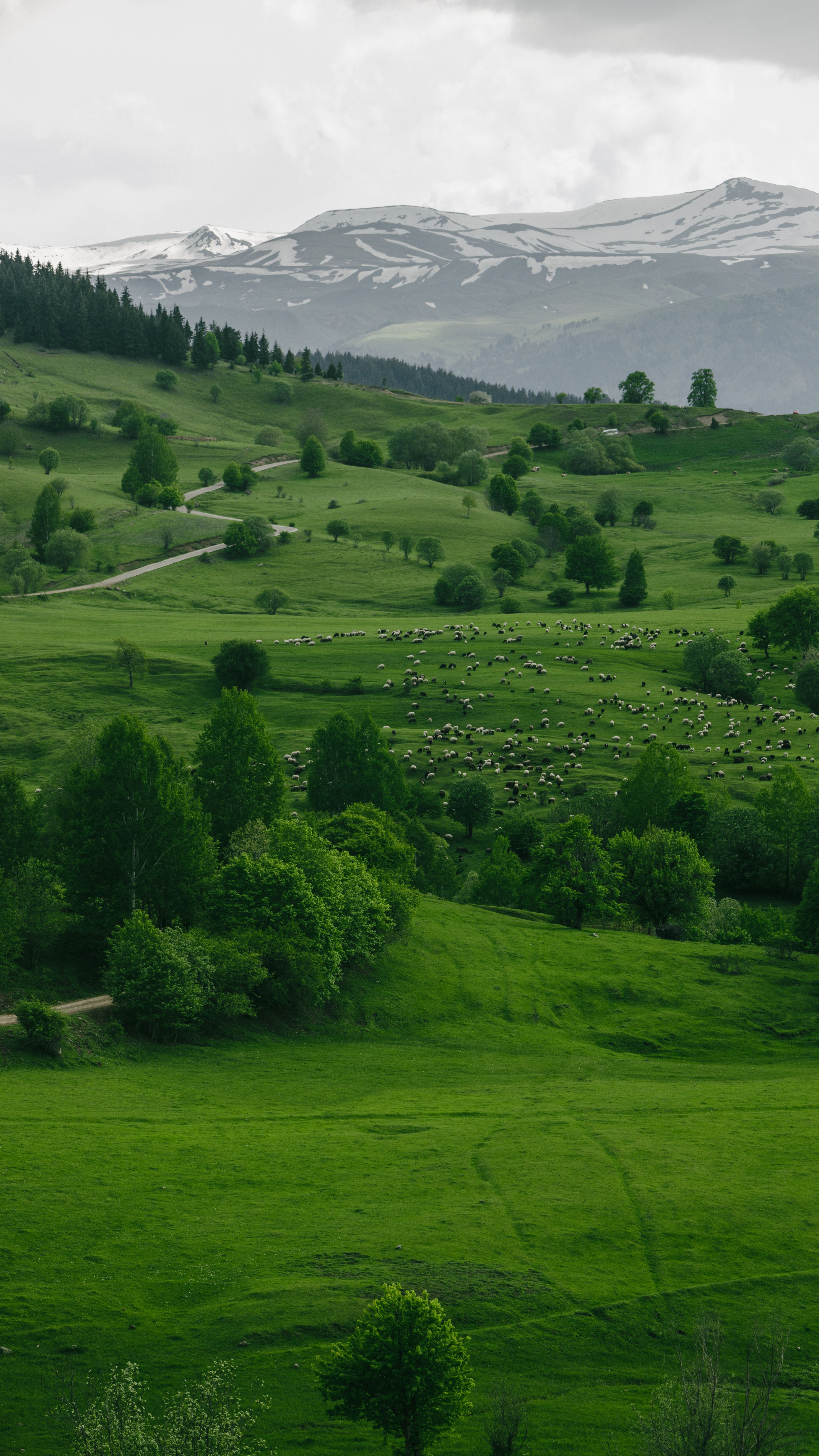3780x6720 Green Grassland on Hills · Free