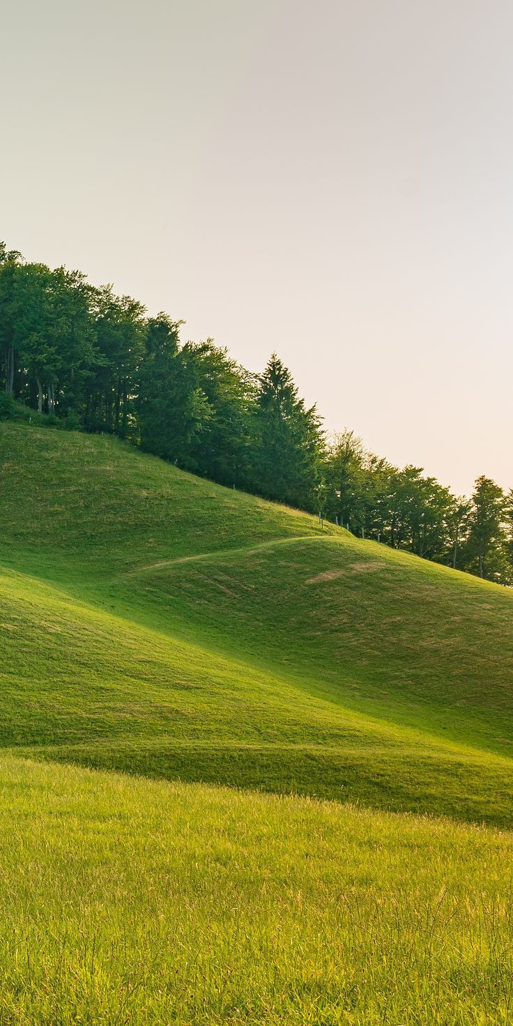 736x1472 Beautiful Landscape Photography of a Grassy Hill with Trees. Padang rumput aesthetic, Seni yunani, Kehidupan