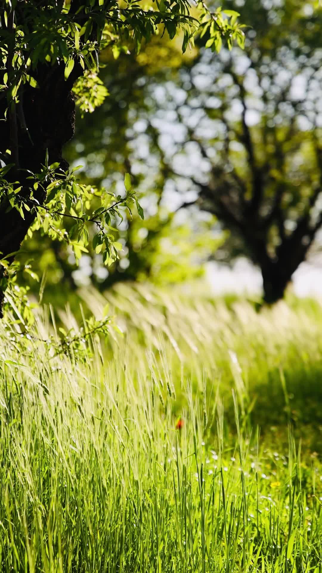1080x1920 Padang Rumput Musim Panas Yang Tenang Dengan Angin Sepoi Sepoi · Video Stok Gratis