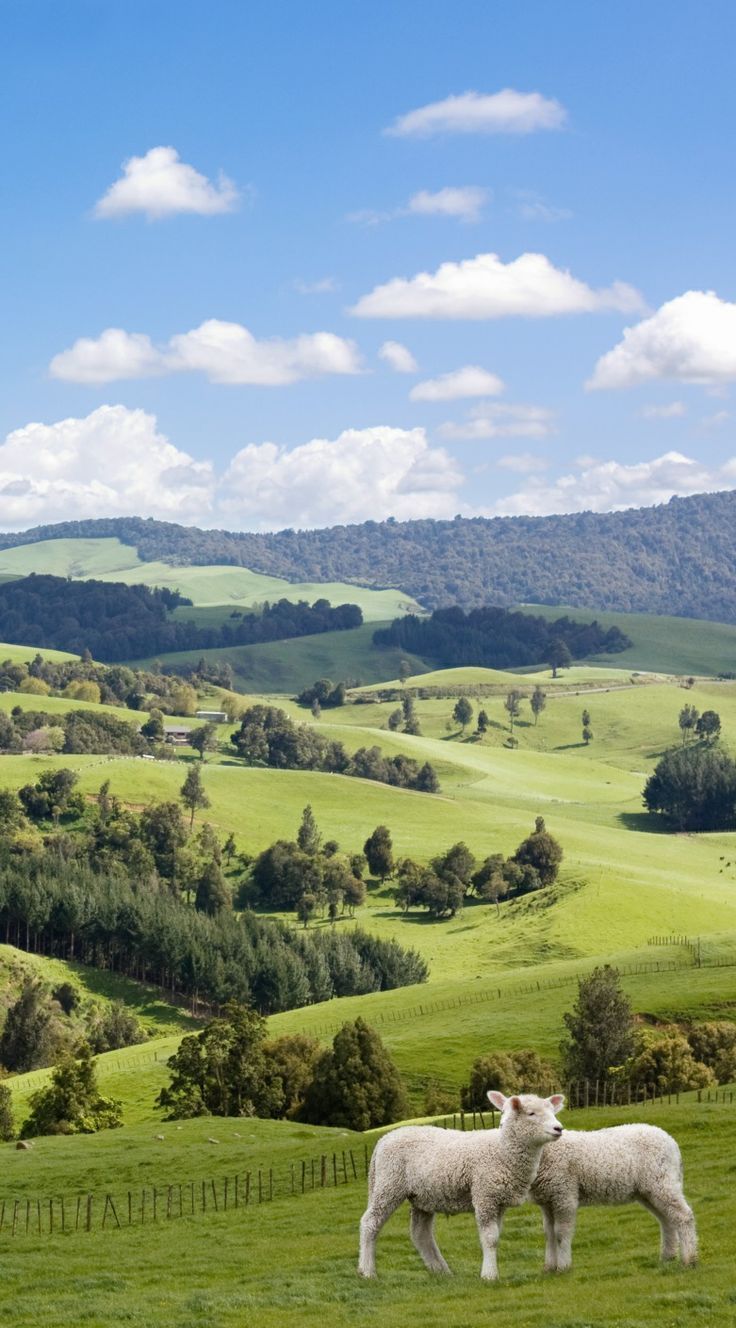 736x1328 New Zealand. Sheep and rolling green hills. #newzealand