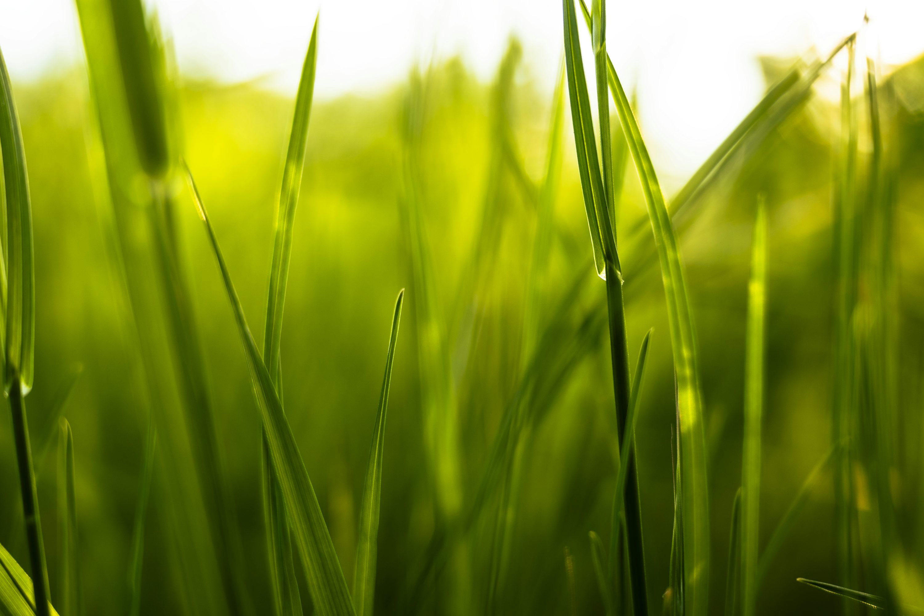 3000x2000 Pemandangan dari dekat beberapa rumput hijau Gratis di