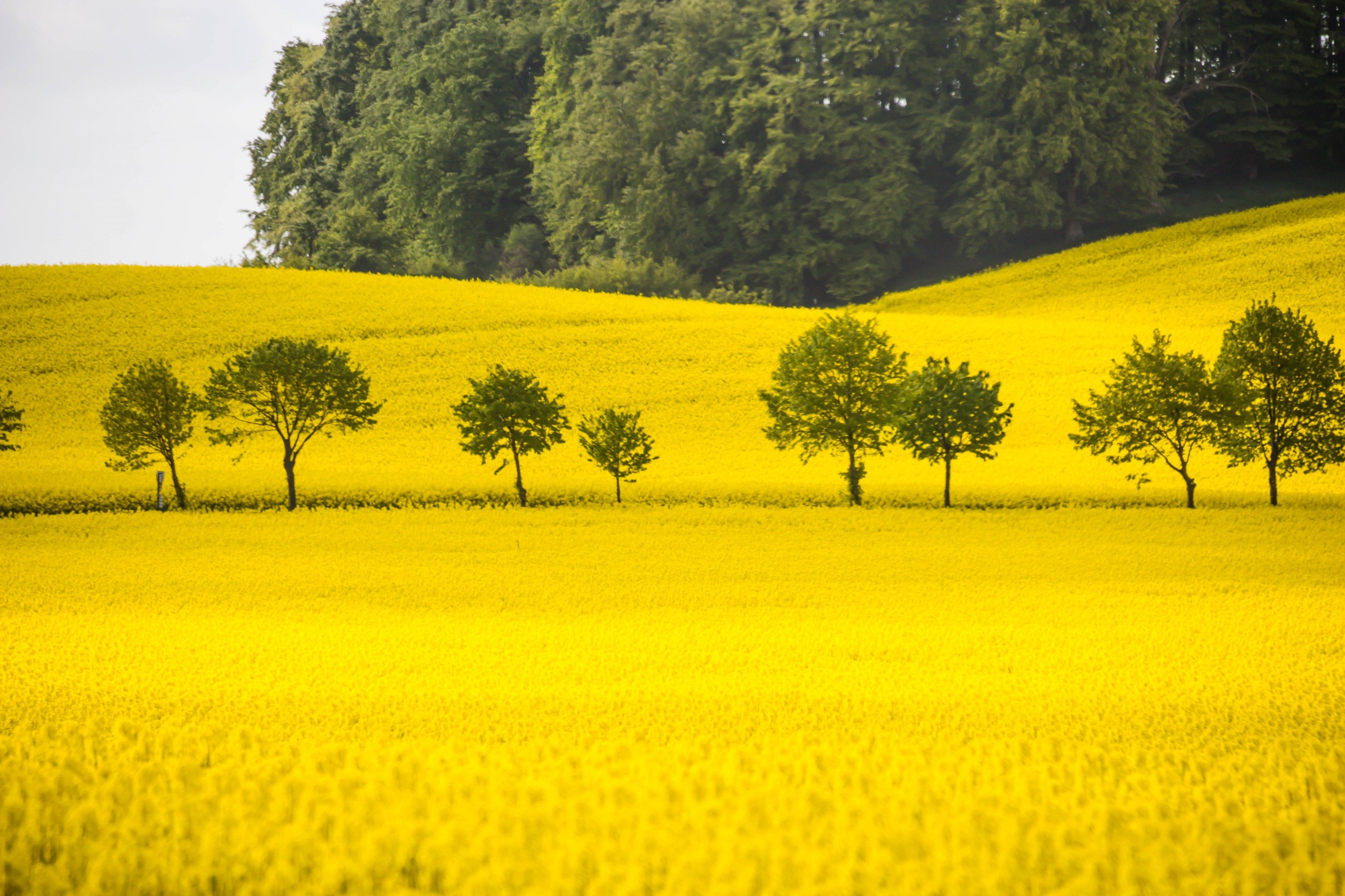 4096x2730 nature Wallpaper HD / Desktop and Mobile Background