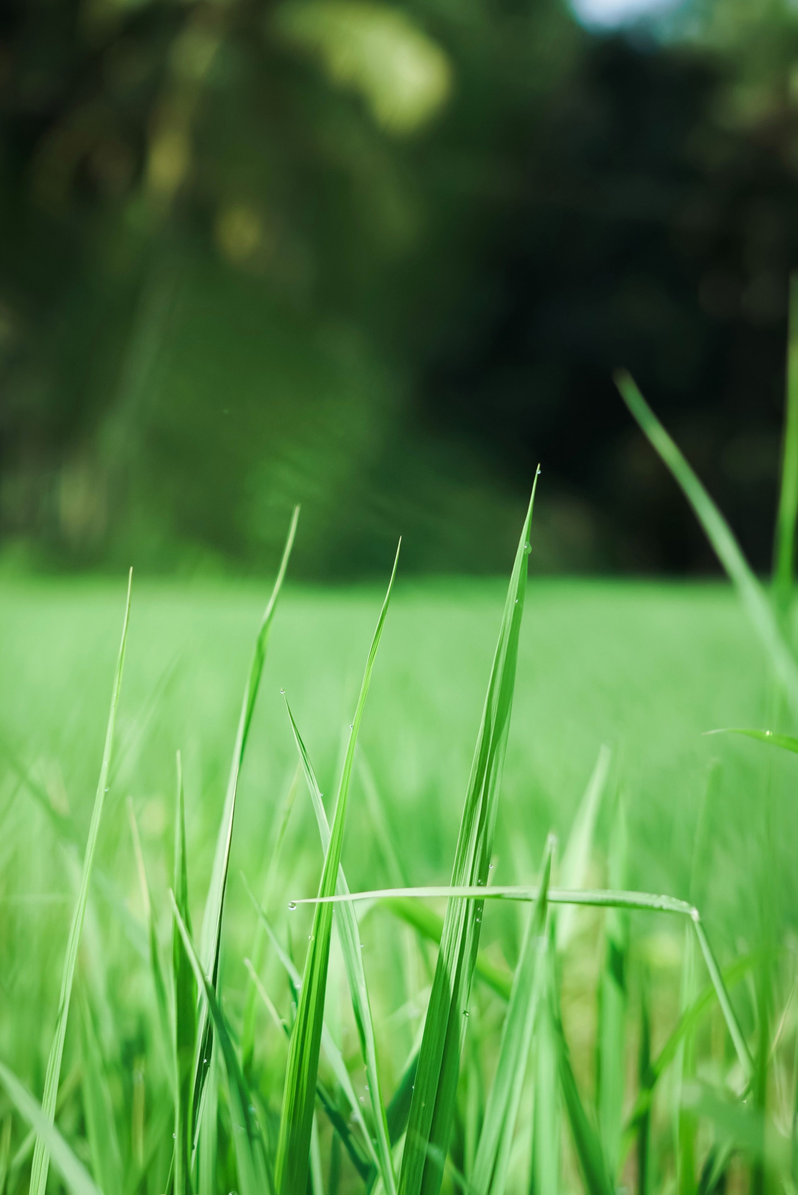 2534x3794 Rumput Hijau di Padang · Foto Stok Gratis