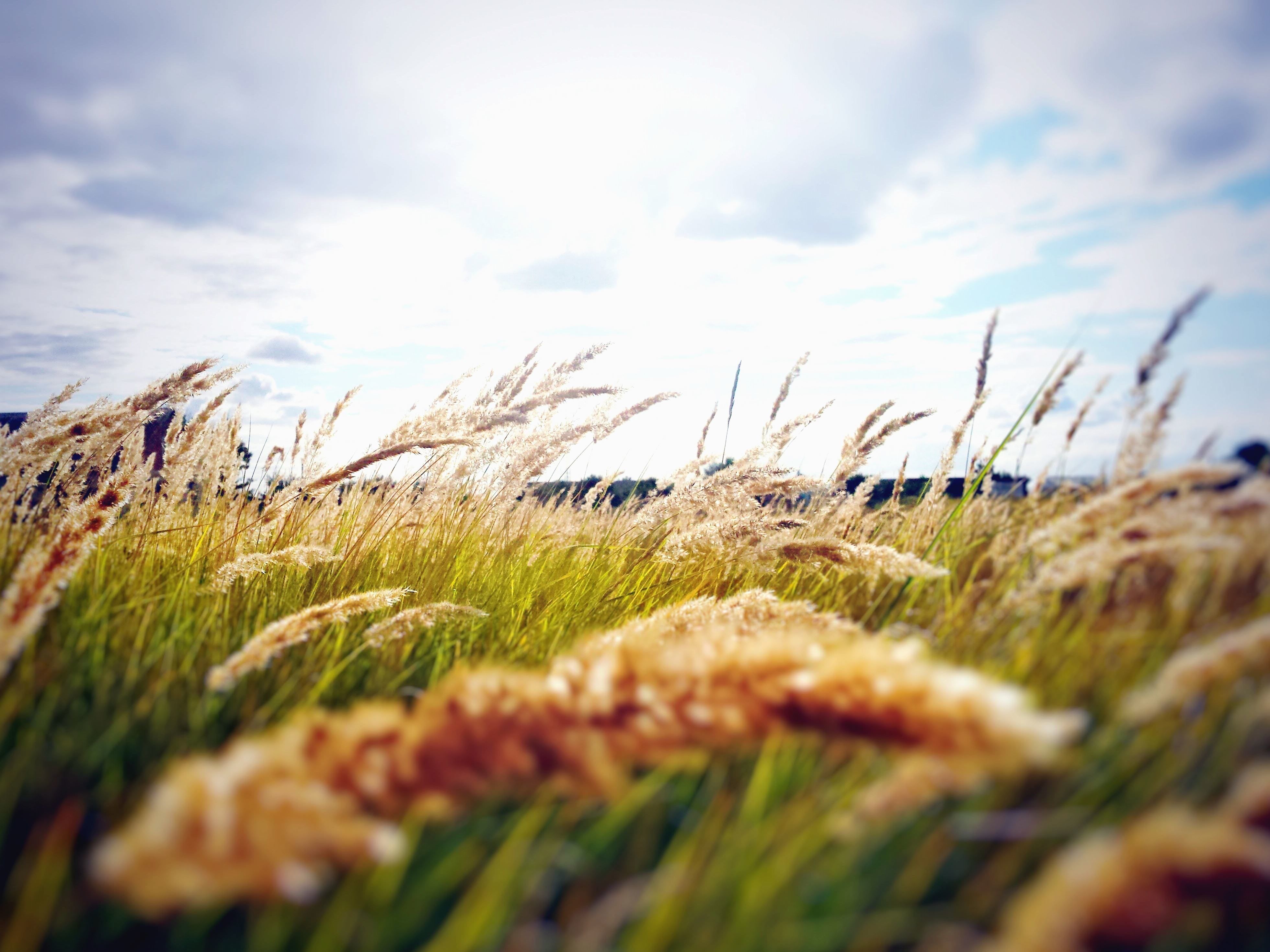 3921x2941 Gambar gratis: bidang, padang rumput, rumput, tanaman, langit, cerah