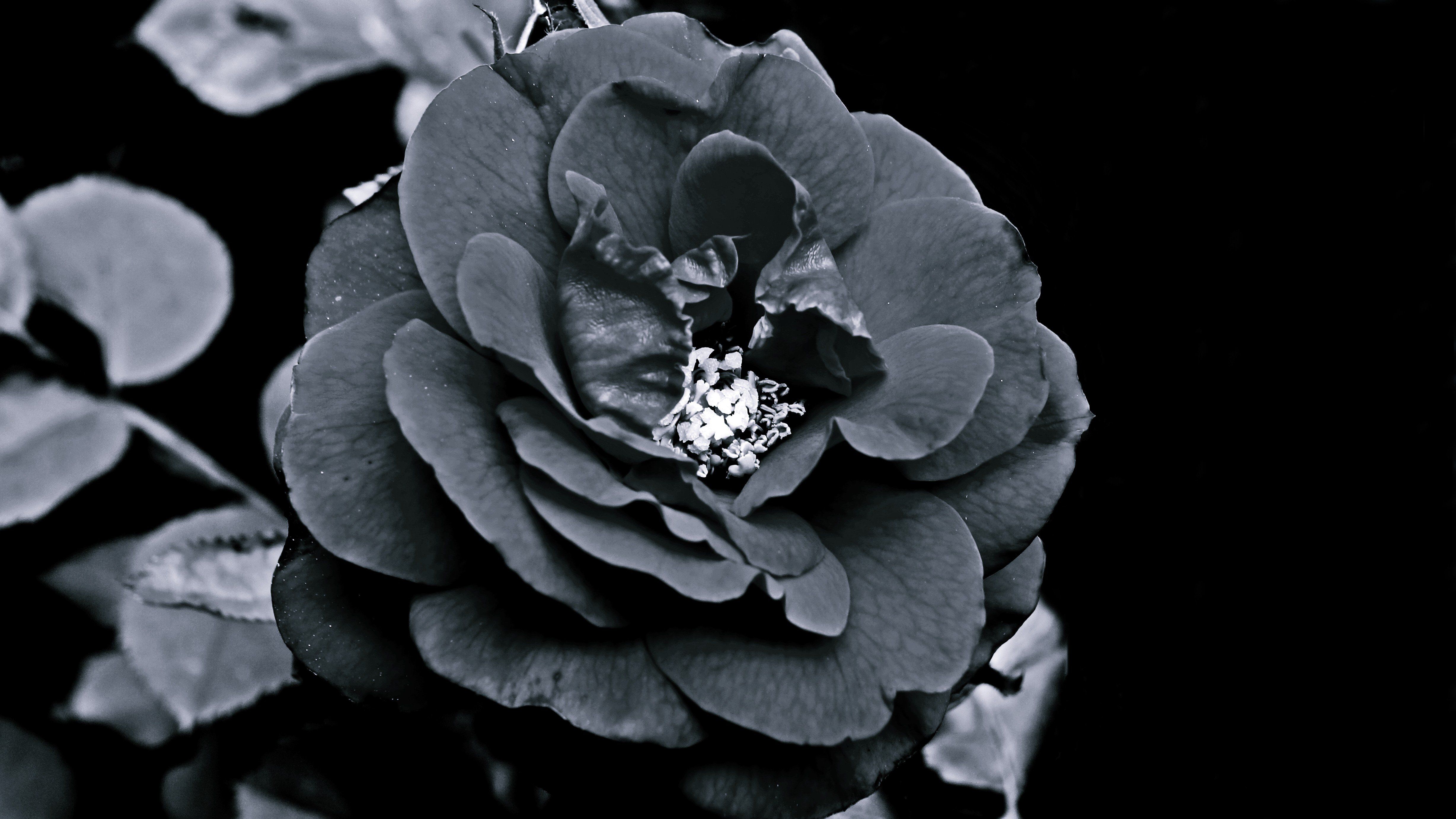 4912x2763 rose, Black, Mystery Wallpaper HD / Desktop and Mobile Background