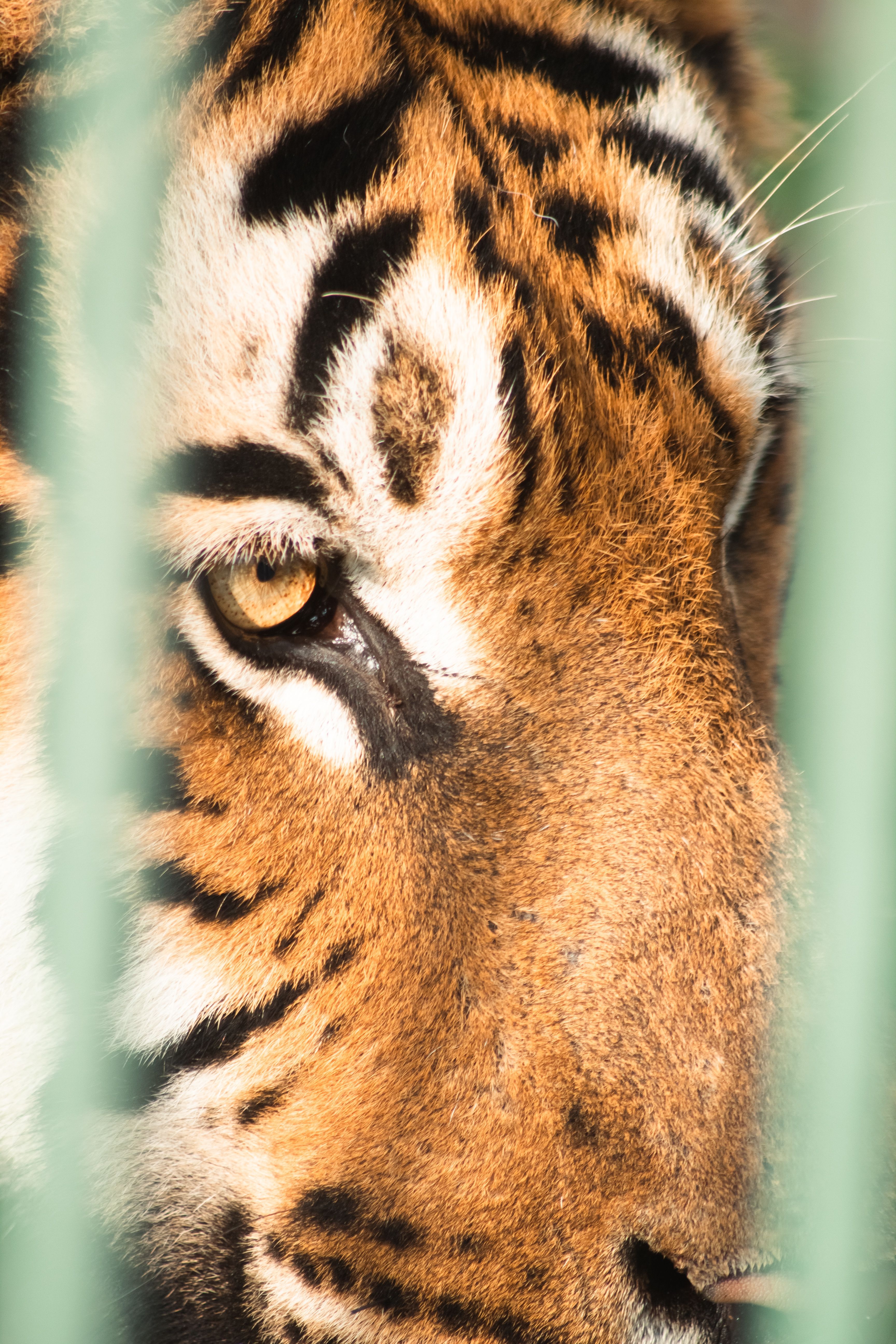 3456x5184 Eye Of The Tiger Photo, Download The BEST Free Eye Of The Tiger & HD Image