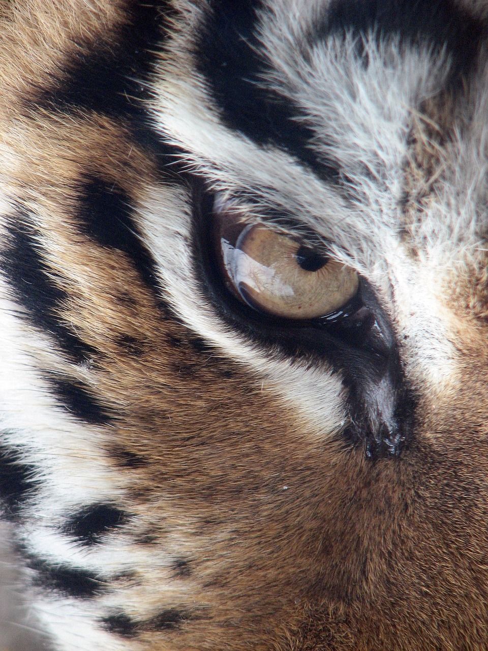 960x1280 Tiger Eye Siberian Panthera