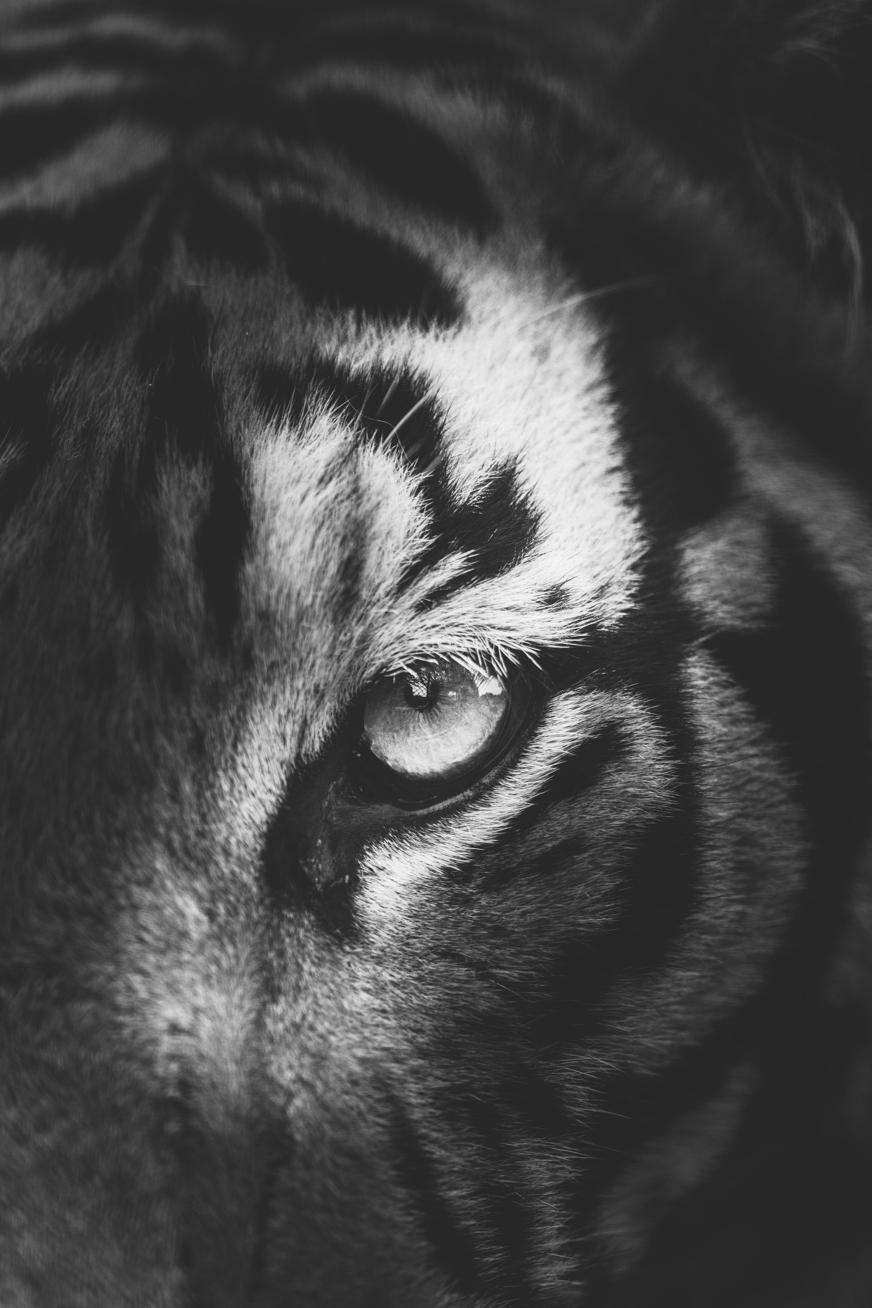 3000x4500 Tiger Eye Picture. Download Free Image