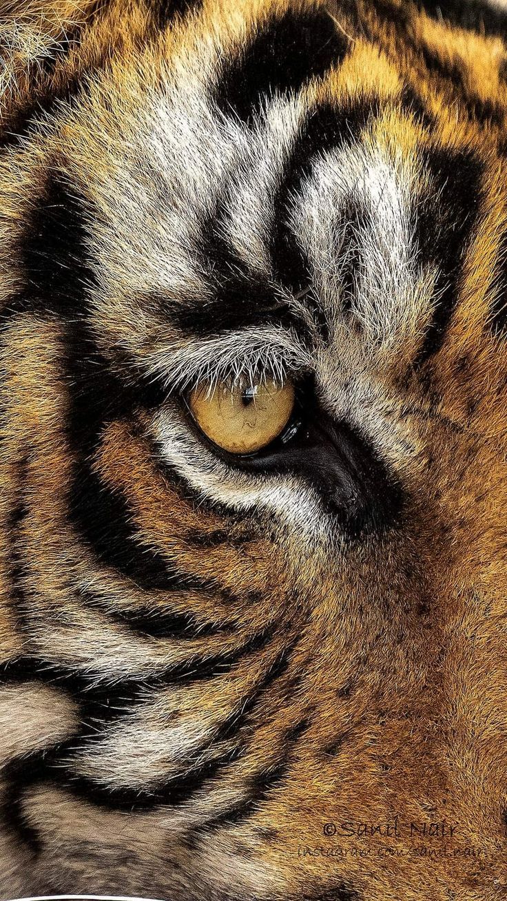 736x1308 Close Up Of A Tiger's Eye. Tiger Eye Wallpaper, Tiger Eyes Background, Tiger Eye Aesthetic
