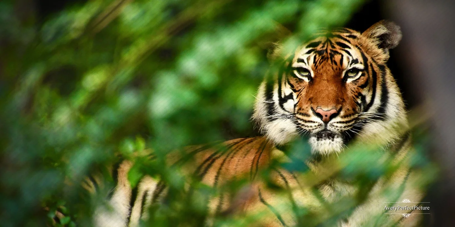 1500x750 Wildlife of the Tiger Art