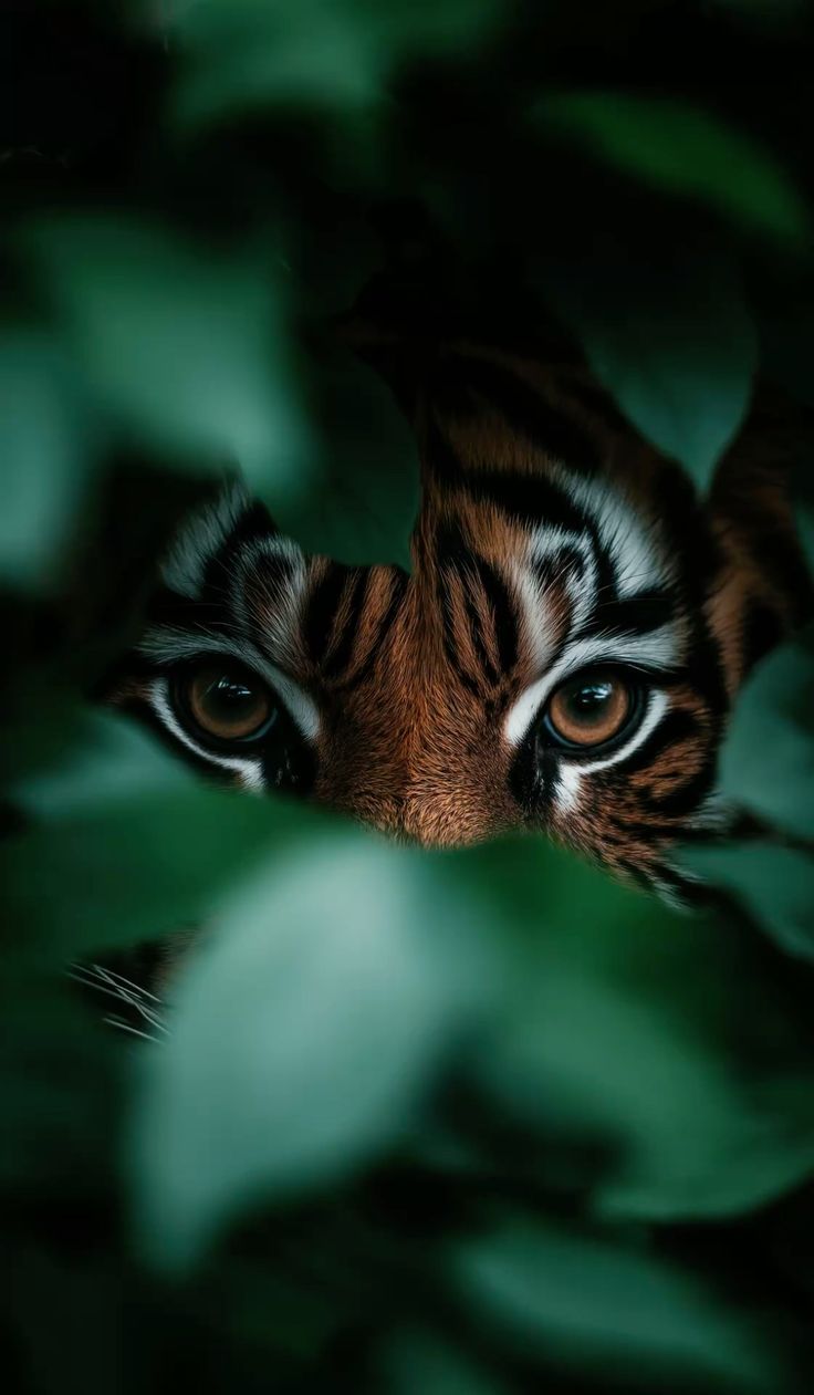736x1261 iPhone 4K wallpaper tiger