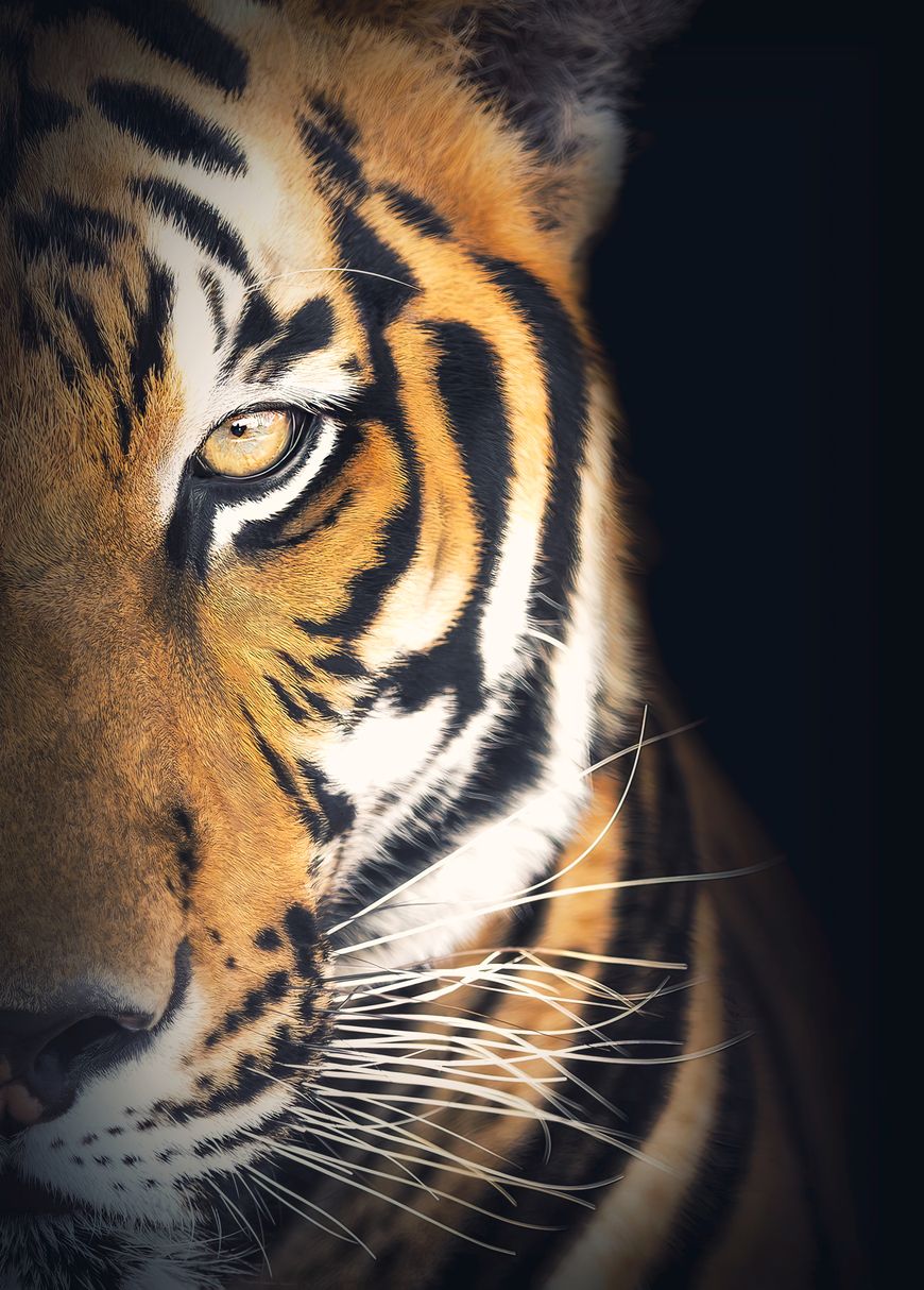 870x1214 Eye of the Tiger. Framed Canvas Wildlife Wall Art