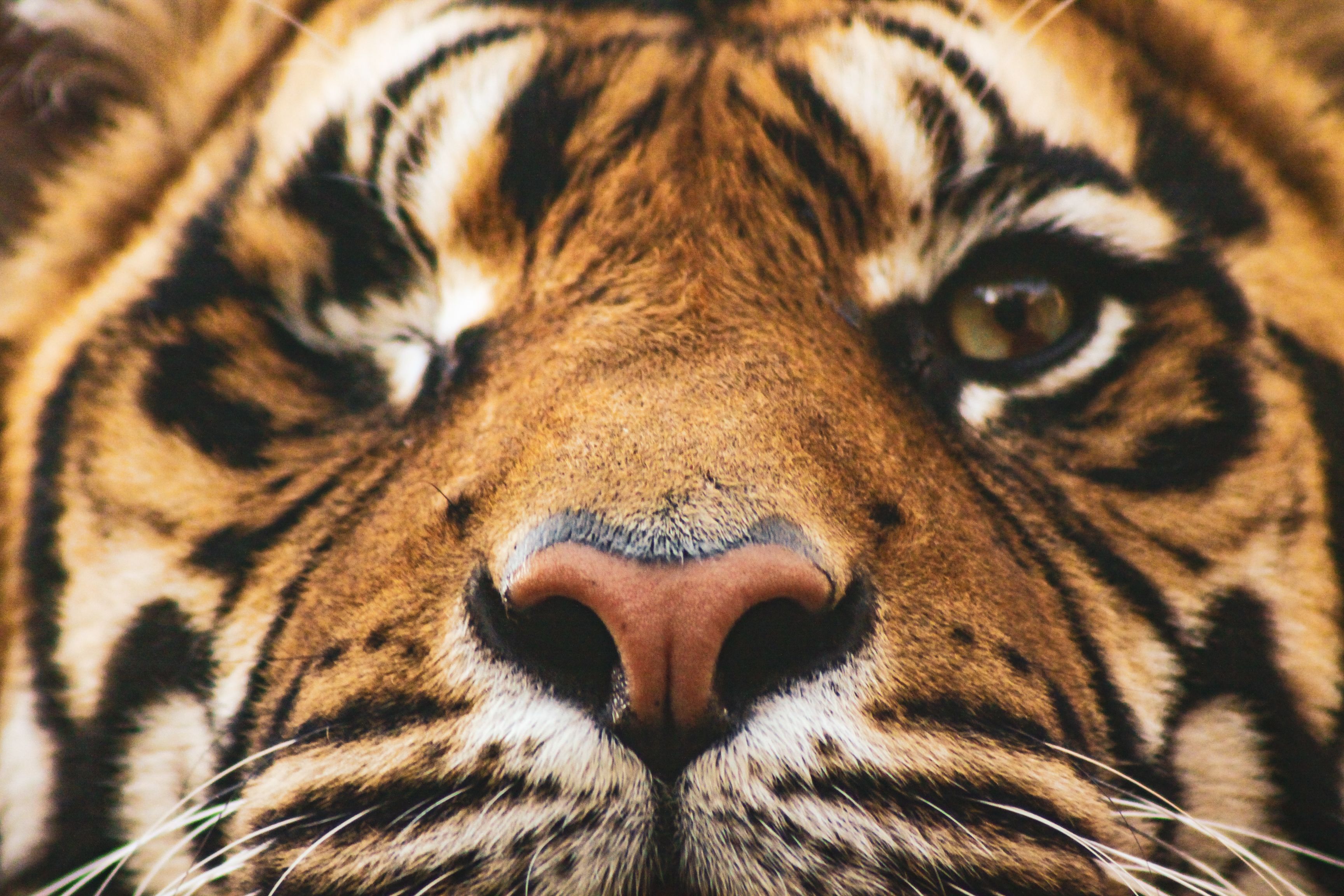 3456x2304 Eye Of The Tiger Photo, Download The BEST Free Eye Of The Tiger & HD Image