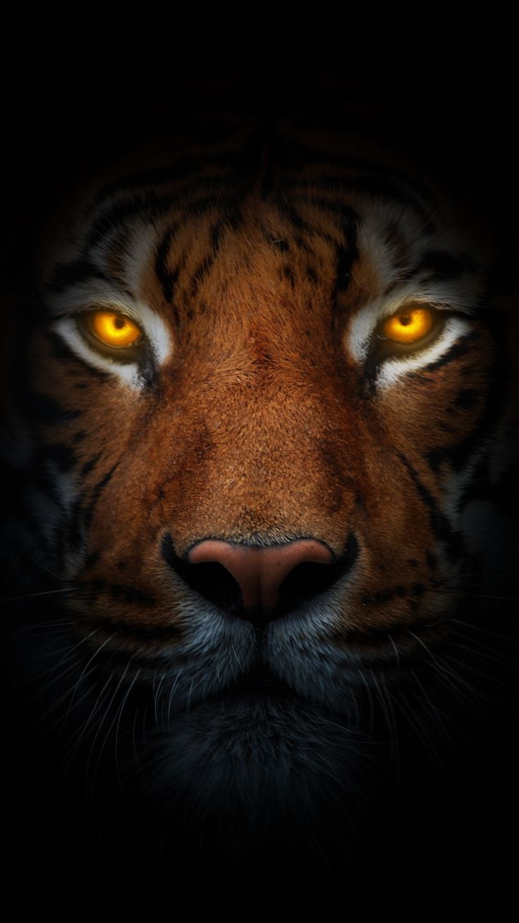 736x1308 Tiger eyes black background. Tiger eyes wallpaper 4k, Tiger wallpaper iphone, Tiger image