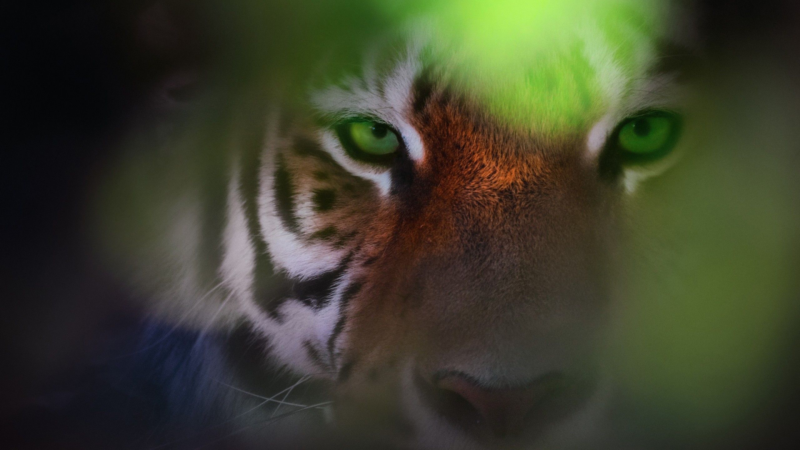 2560x1440 Tiger Eyes Wallpaper