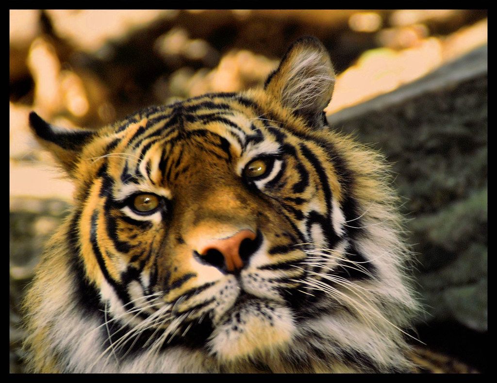 1024x789 eye of the tiger. Tiger, tiger burning bright In the fo