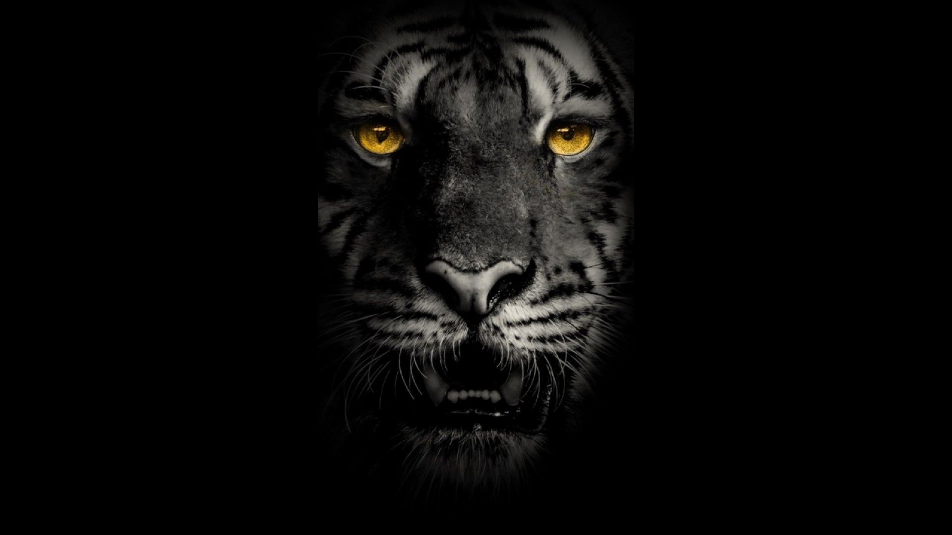 1920x1080 Yellow eye black Tiger