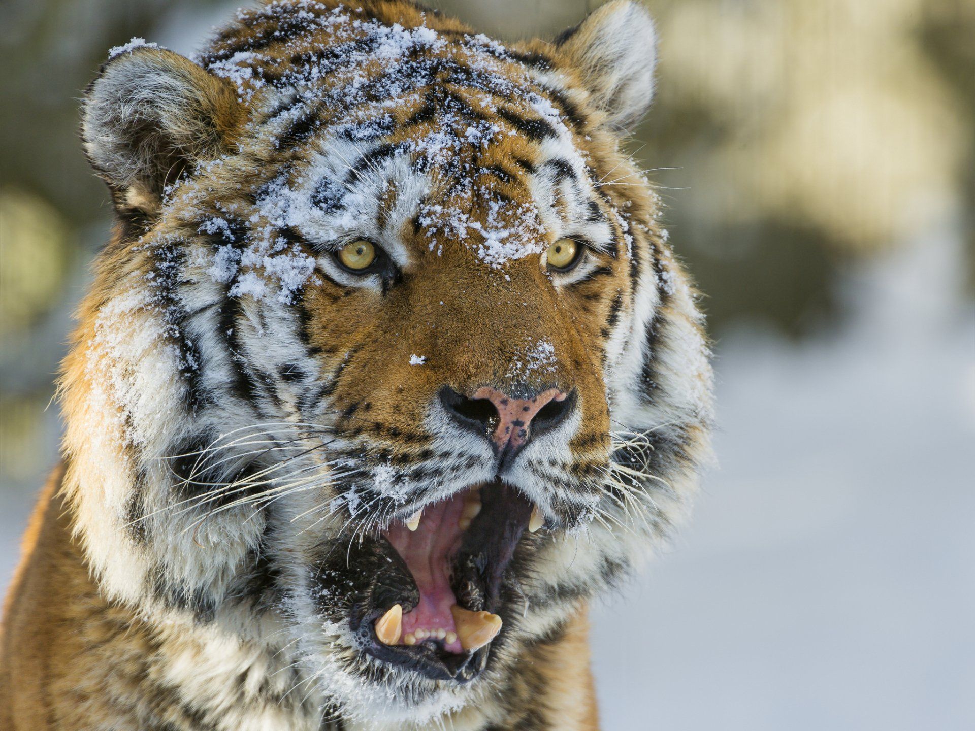 1920x1440 Majestic Siberian Tiger Eye HD Wallpaper: Wild Power in Winterx1536