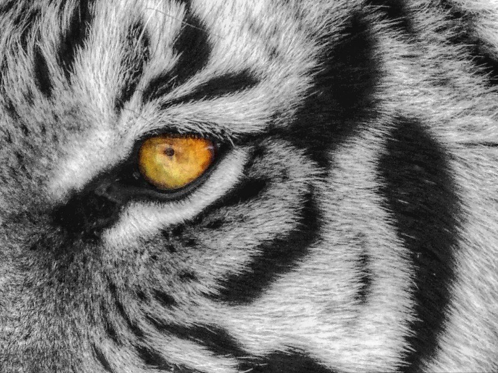 1024x768 Eye of the Tiger. Selective eye color for Looking Close