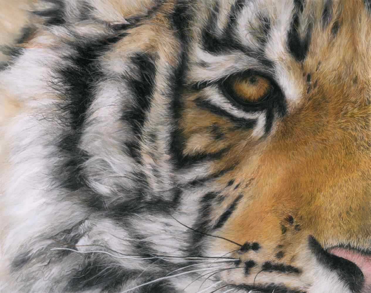 1265x1000 'The Other Half' Tiger Fine Art Print. Wildlife Art