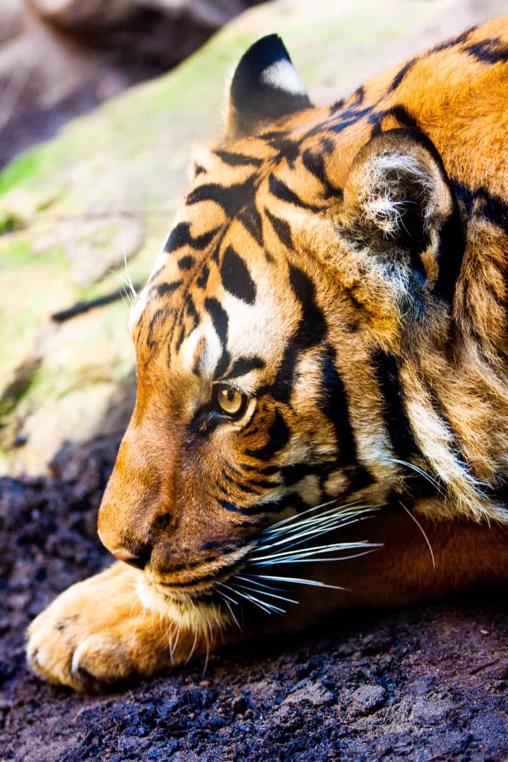 1000x1500 Crouching Tiger Eye Photo Print Lechner Photography