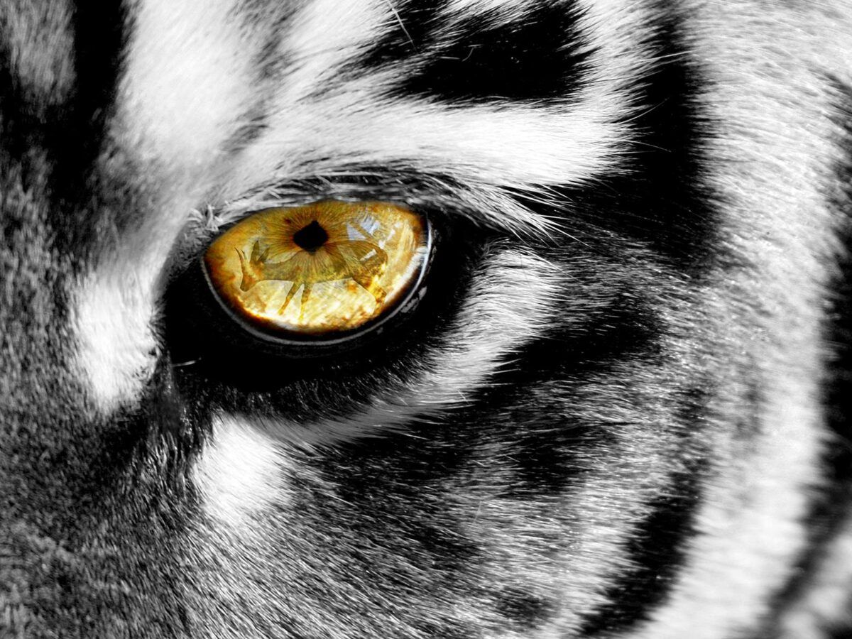 1200x900 Tempered Glass W Foil Eye Of A Tiger Furniture Deals
