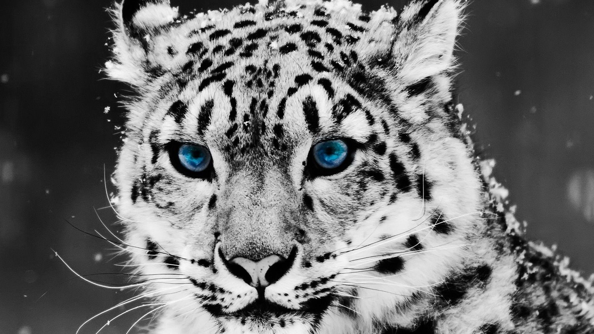 1920x1080 Black And White Closeup Photo Of White Tiger With Blue Eyes HD Animals Wallpaper