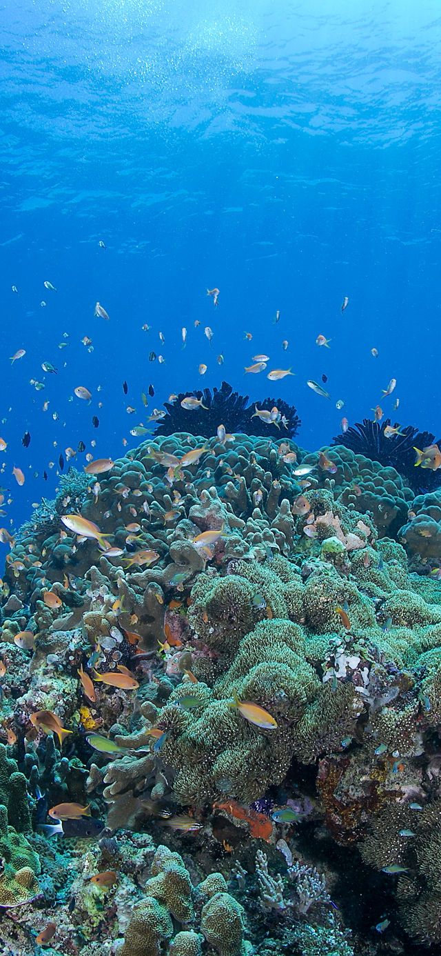 640x1386 Manado (Indonesia). Blue Reef Scuba