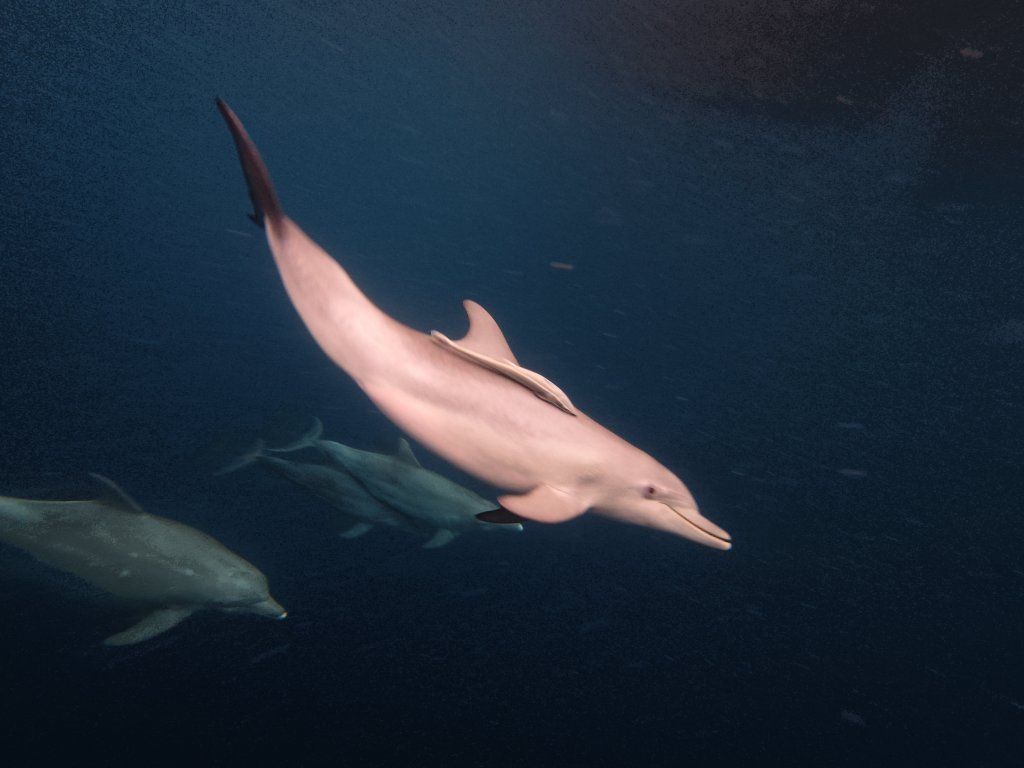1024x768 Manado's Birding and Snorkeling Paradise
