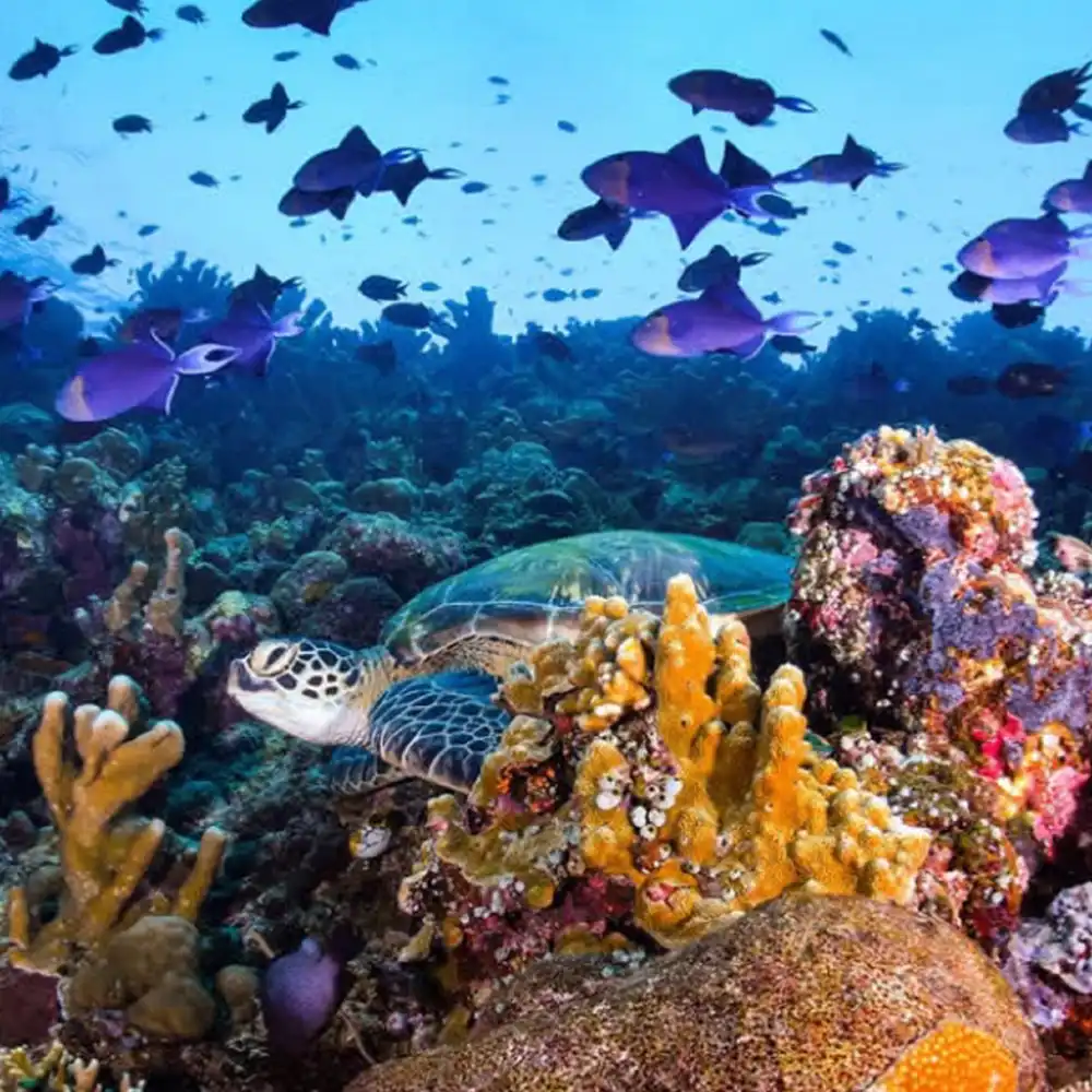 1000x1000 1 Day Tour To Bunaken National Park In Manado With Snorkeling Scuba Diving, City Transfers, And Experienced Instructors