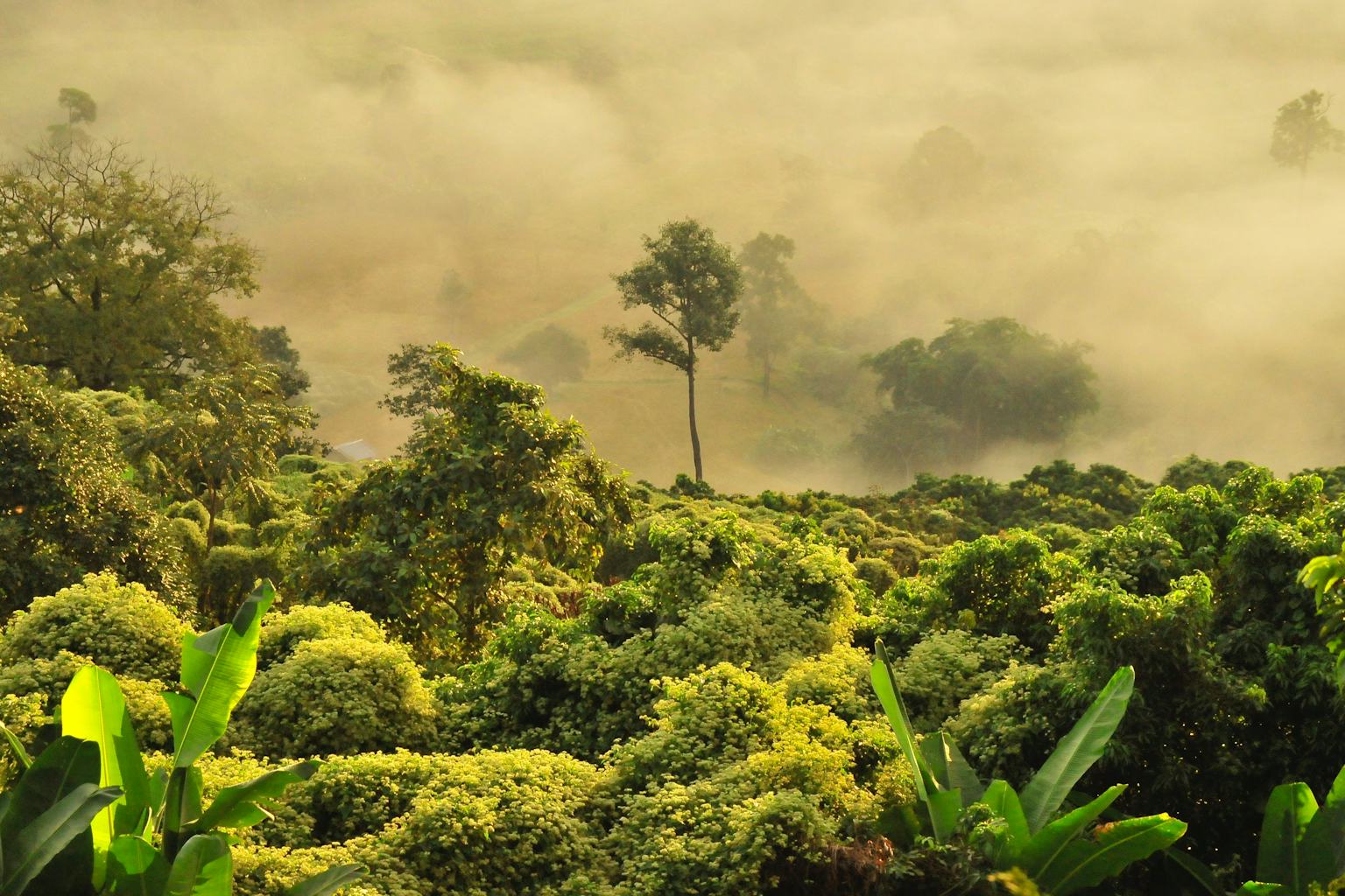 1536x1024 Carbon markets could protect nature and the planet, but only if the rights of those who live there are recognized too