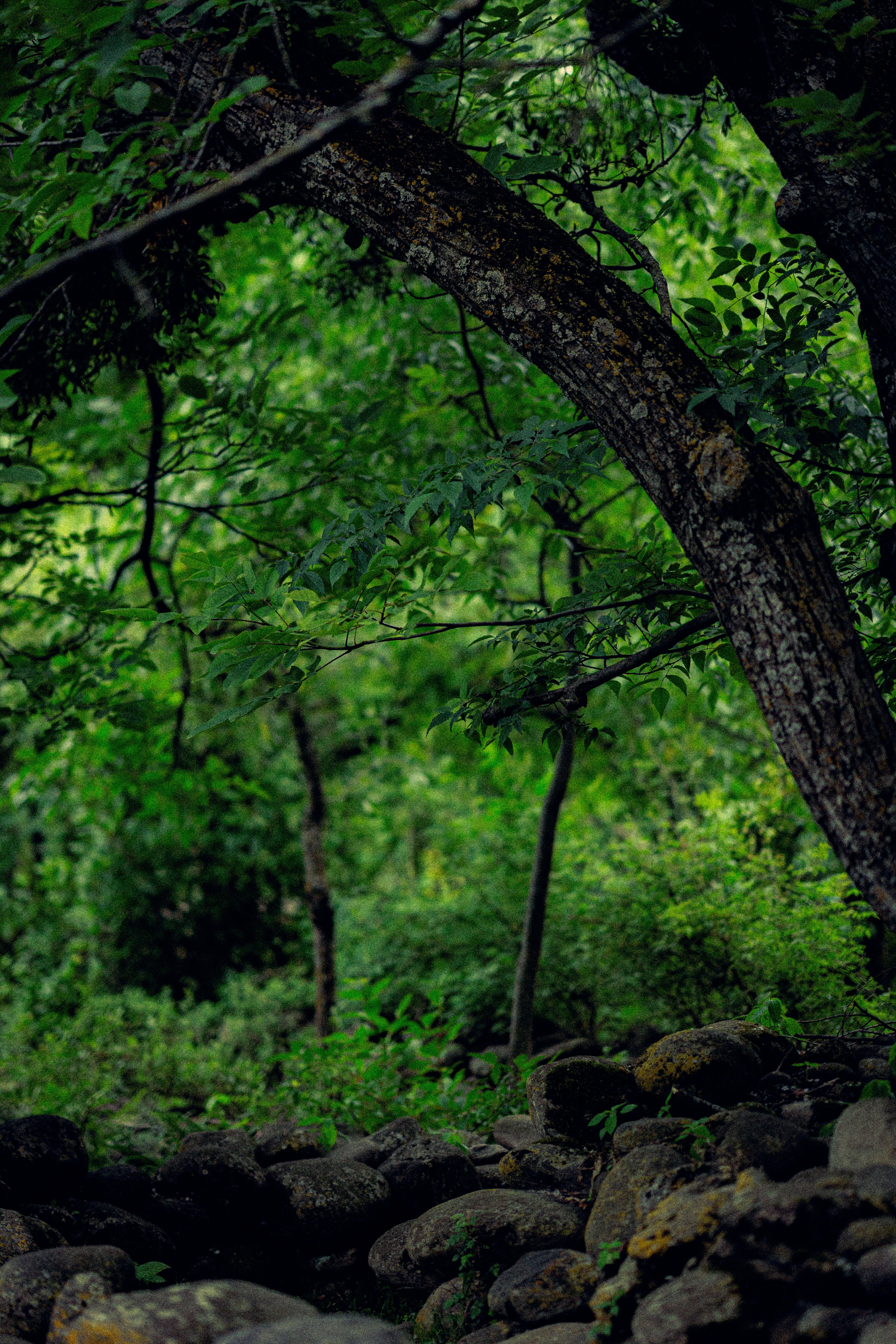 4672x7008 Green Nature Photo, Download The BEST Free Green Nature & HD Image