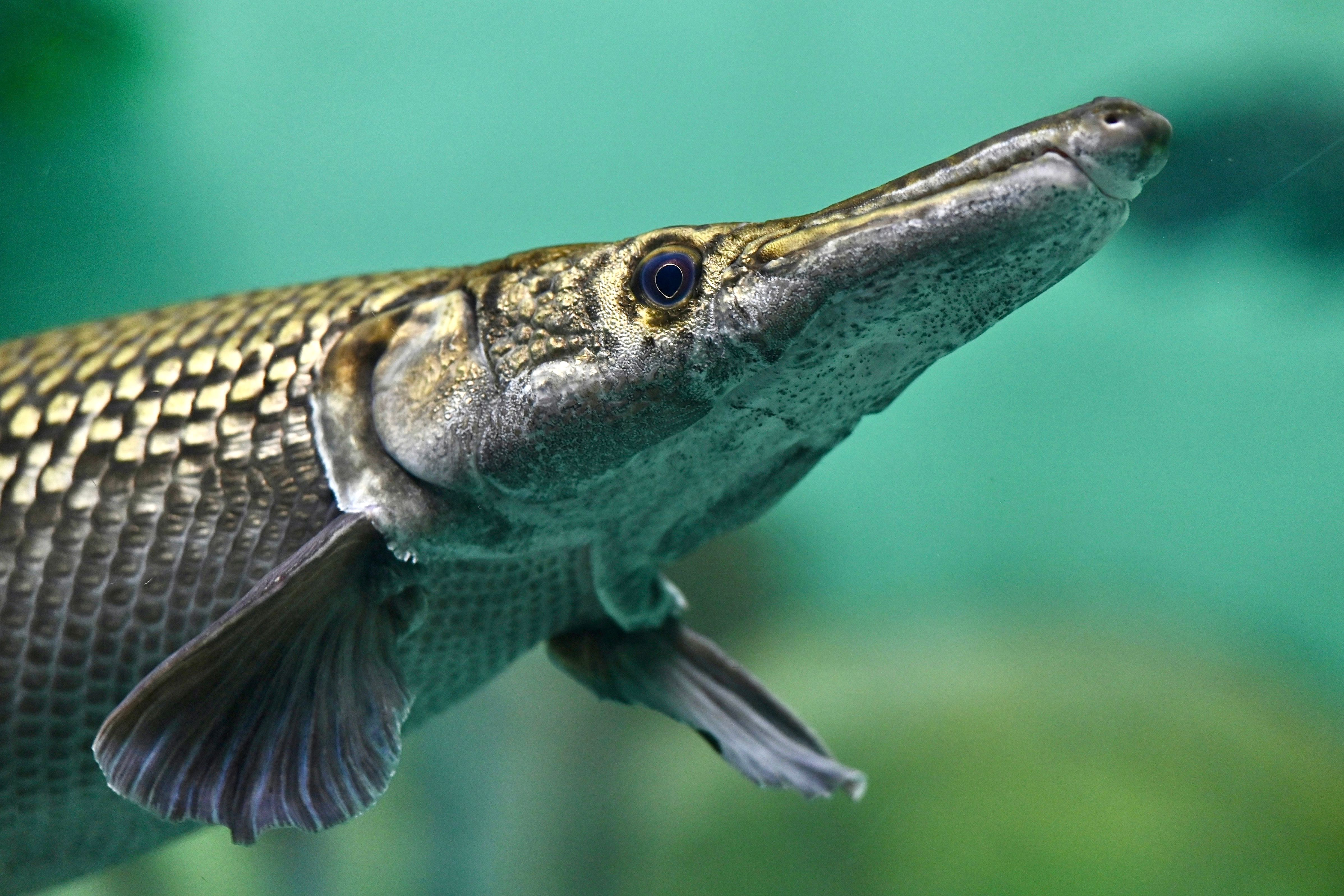 4792x3195 Close Up Of Alligator Gar Fish In Water · Free