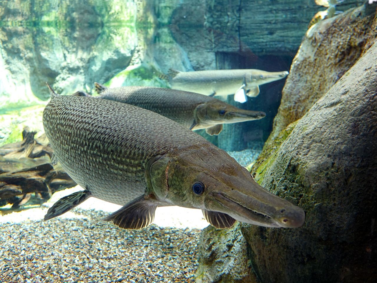 1280x960 Free Alligator Gar & Alligator Image