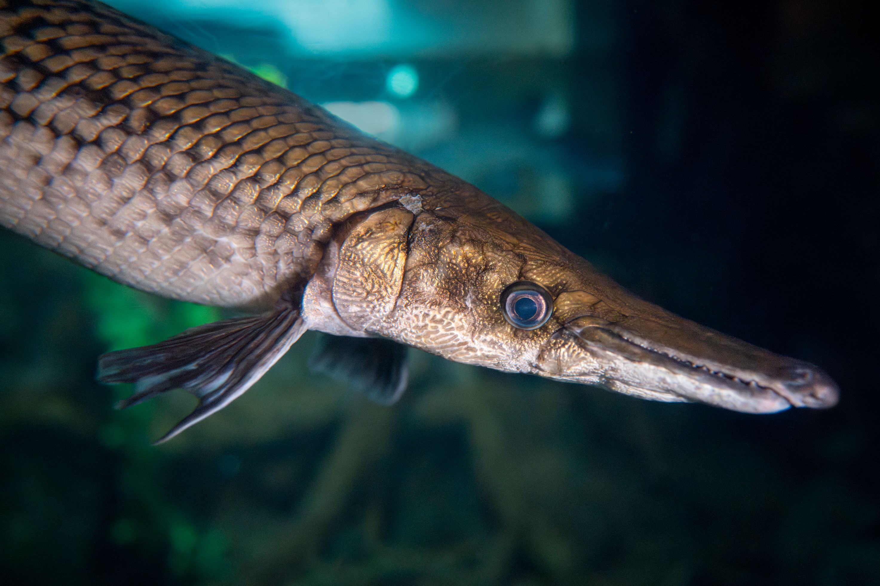 2946x1964 Creature Closeup: Alligator Gar Academy of Sciences