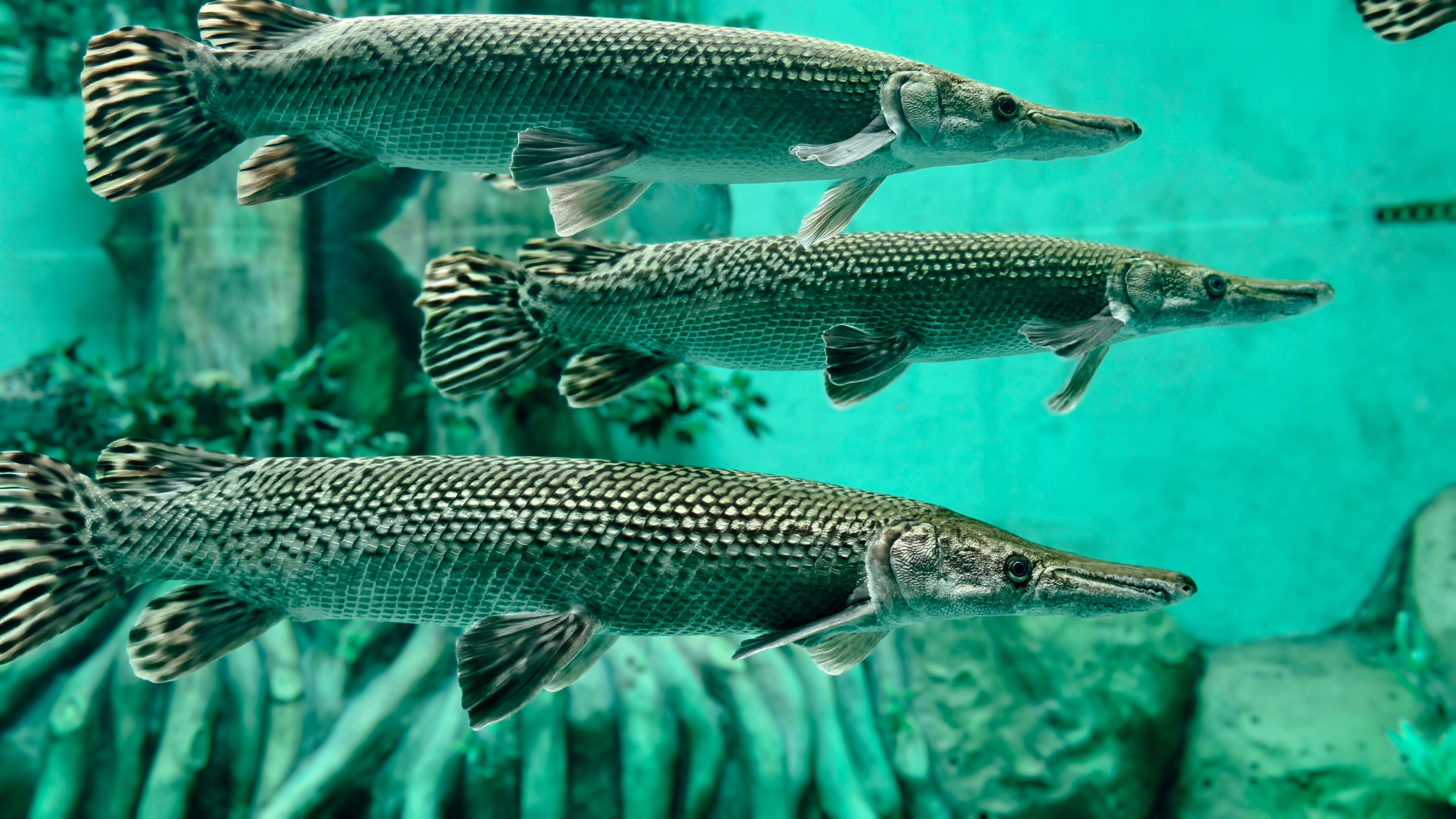4096x2304 Alligator Fish Photo, Download The BEST Free Alligator Fish & HD Image