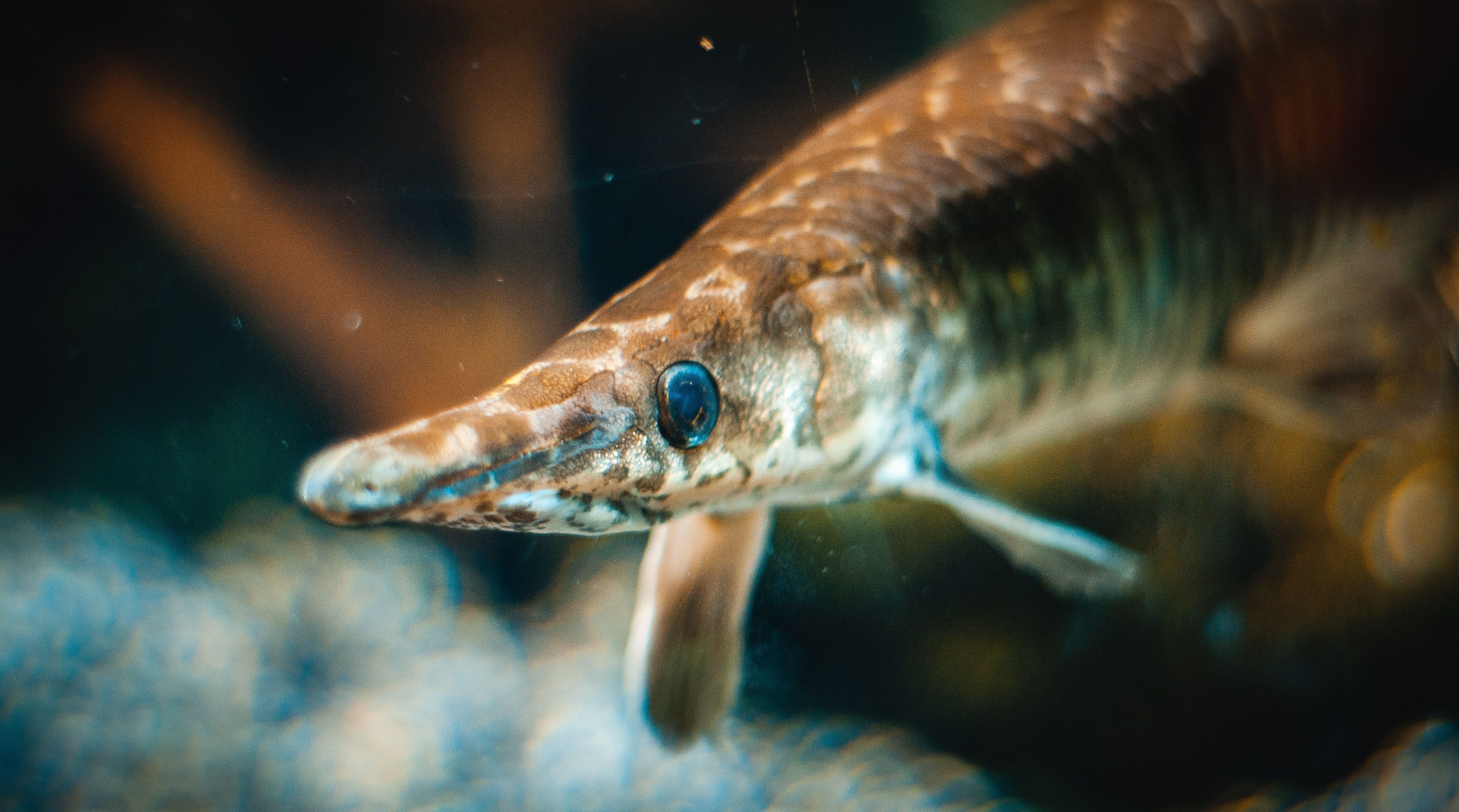 3620x2015 Alligator Gar Photo, Download The BEST Free Alligator Gar & HD Image