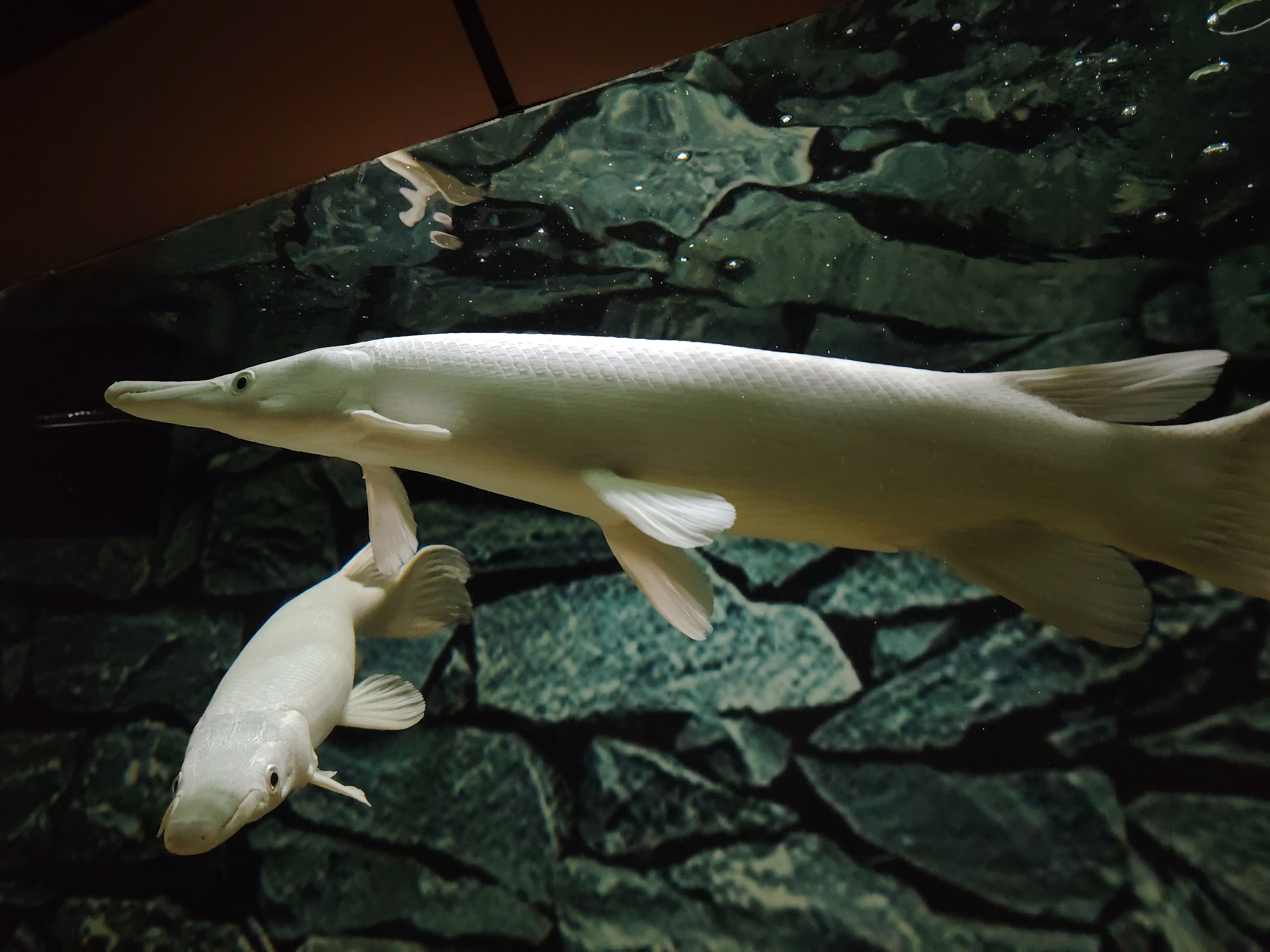 4000x3000 Alligator Gar Photo, Download The BEST Free Alligator Gar & HD Image