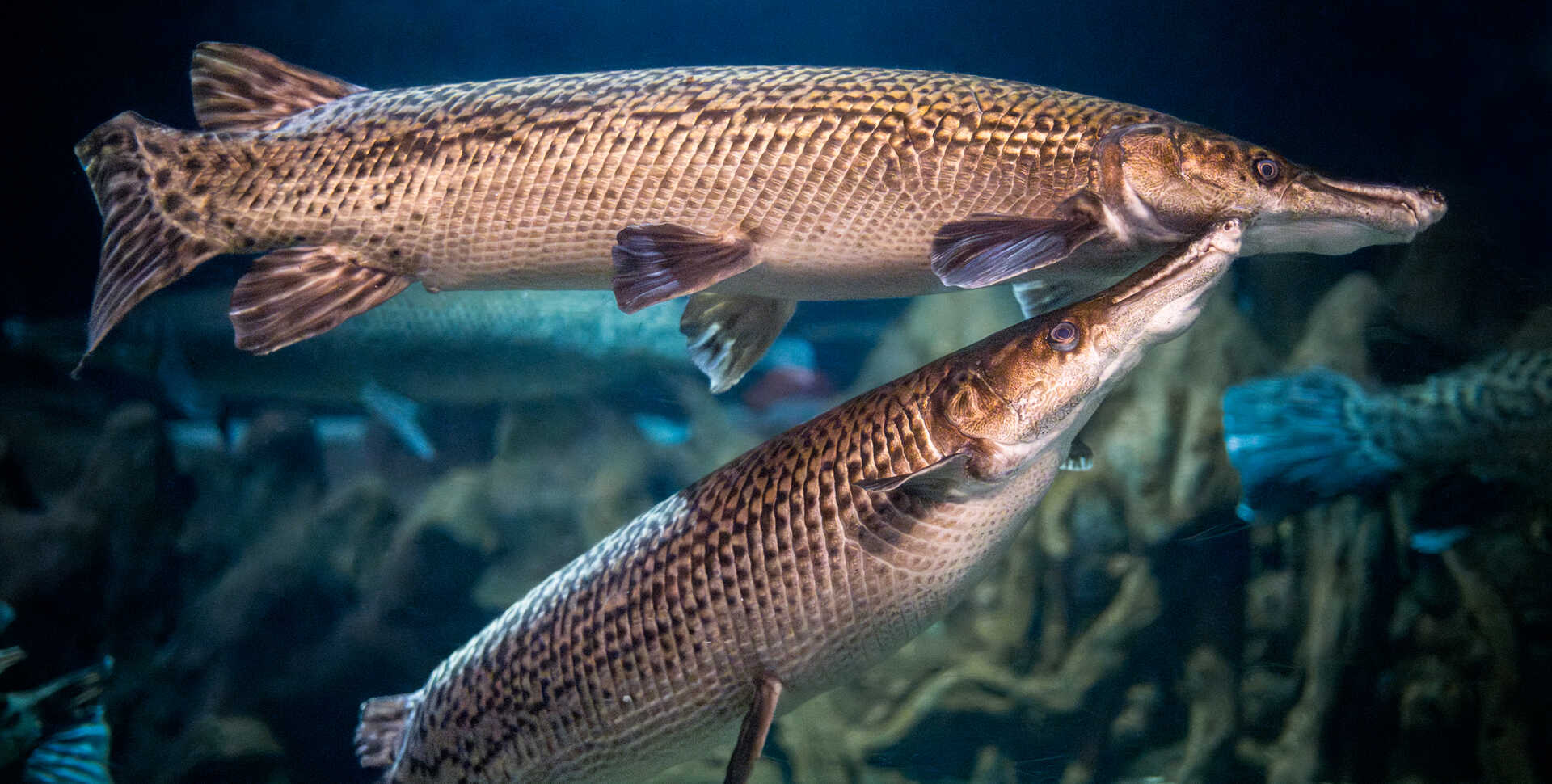 1920x970 Creature Closeup: Alligator Gar Academy of Sciences