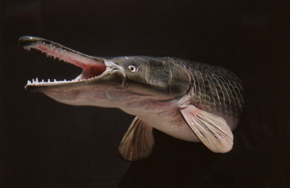 1191x773 Alligator Gar Wallpaper