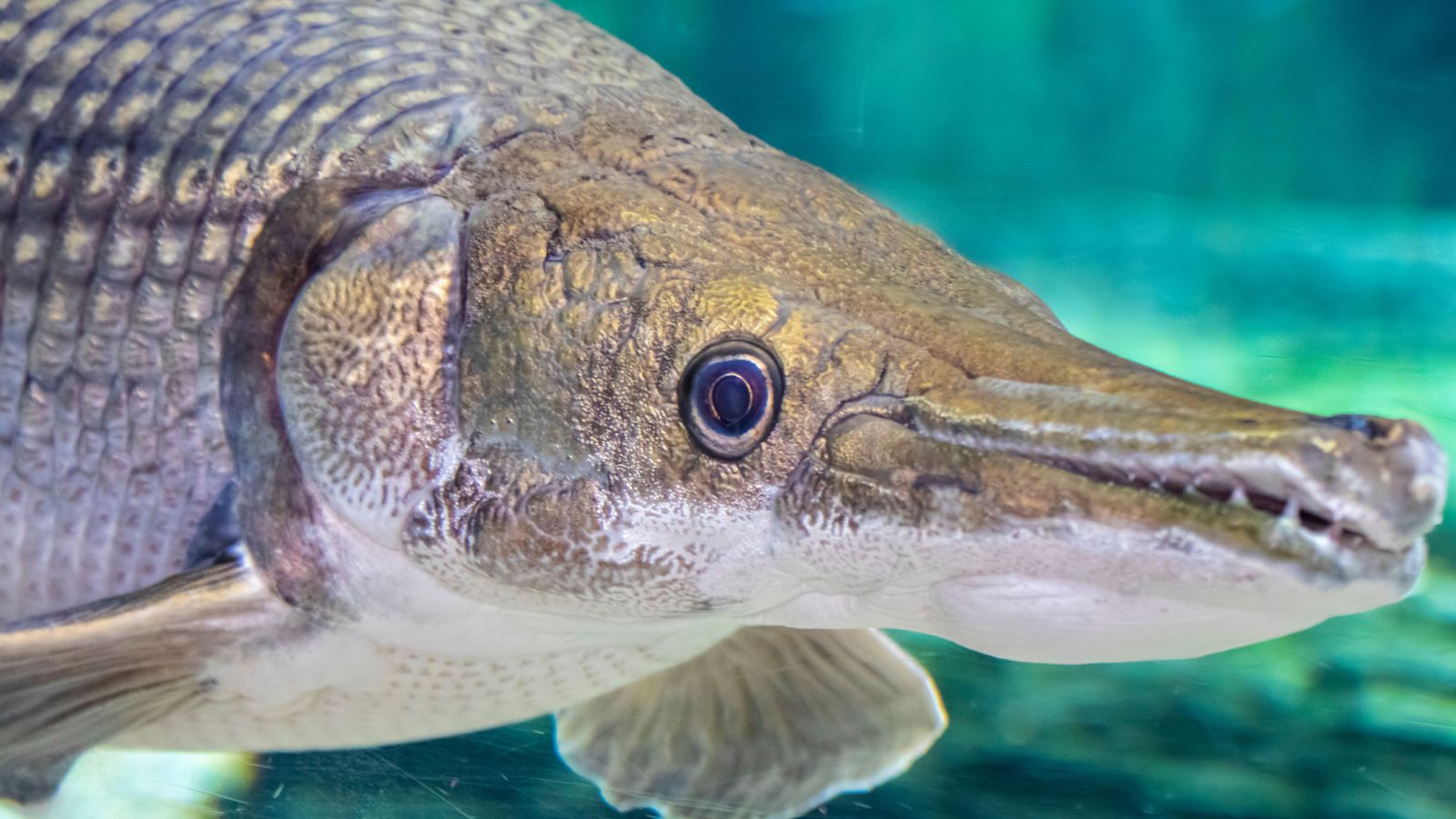 1600x900 Alligator gar: The 'living fossil' that has barely evolved for 100 million years