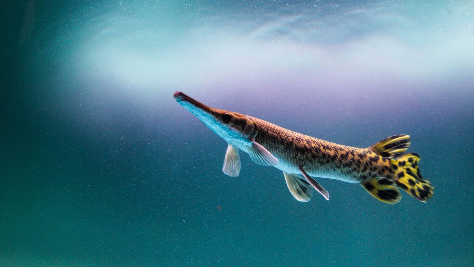 1600x900 Chinese 'monster' fish still missing after city drains lake Washington Post