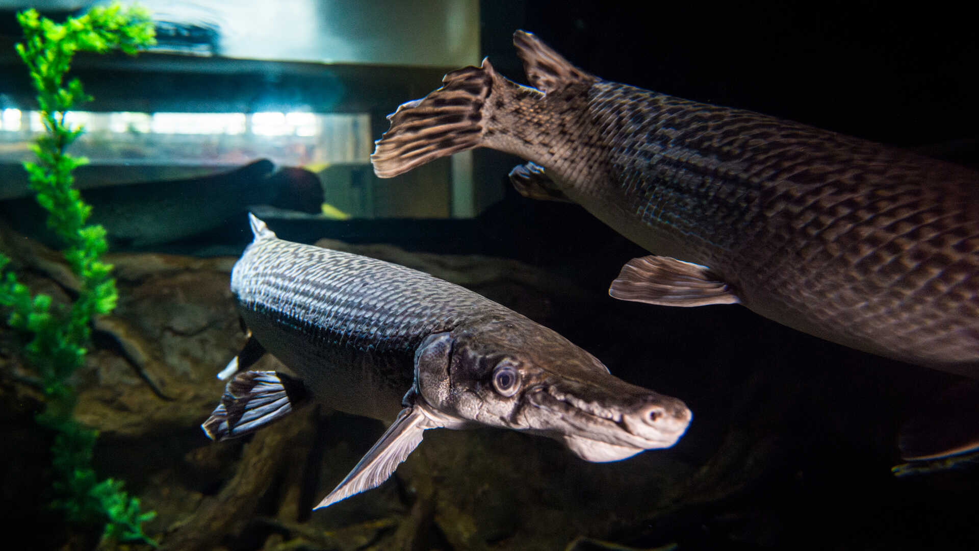 1920x1080 Creature Closeup: Alligator Gar Academy of Sciences