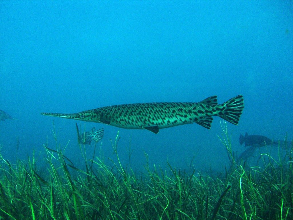 1024x768 Alligator Gar. One of the braver Alligator gars I've ever s