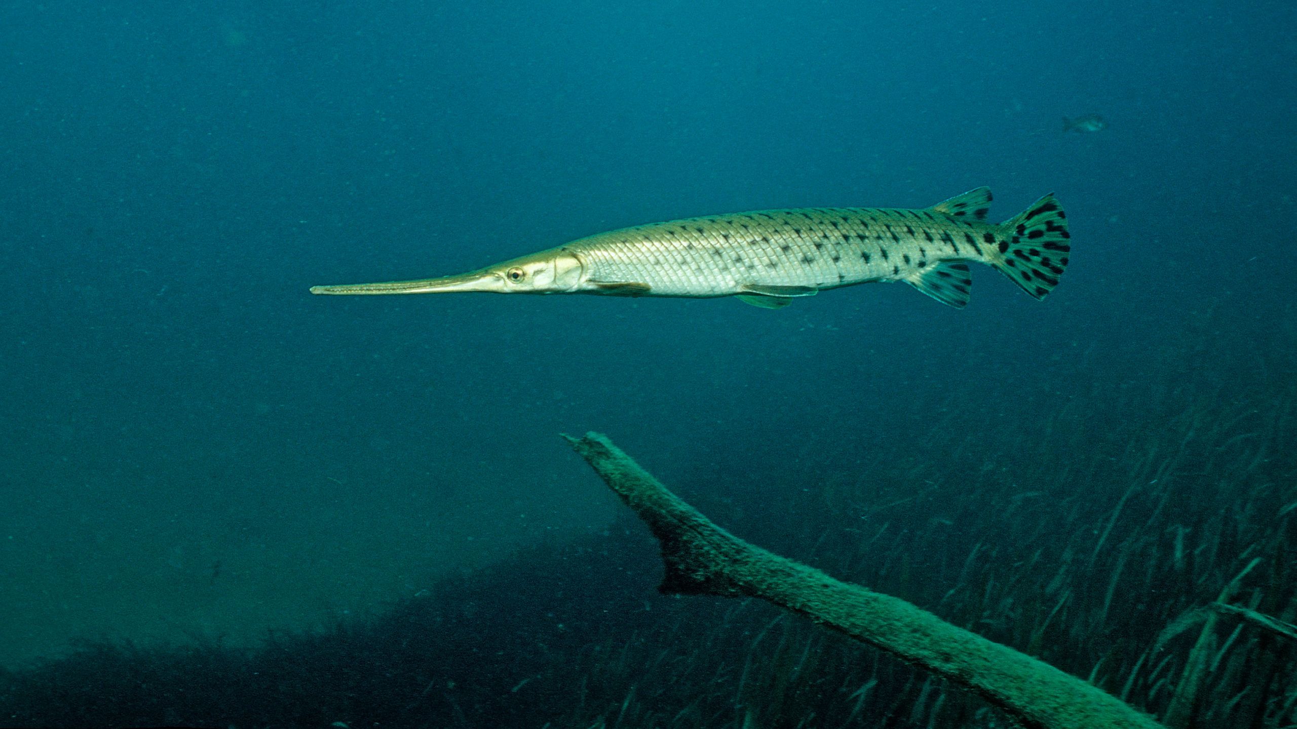 2560x1440 A Houston Teen Caught A 175 Pound Alligator Gar From The Brazos River