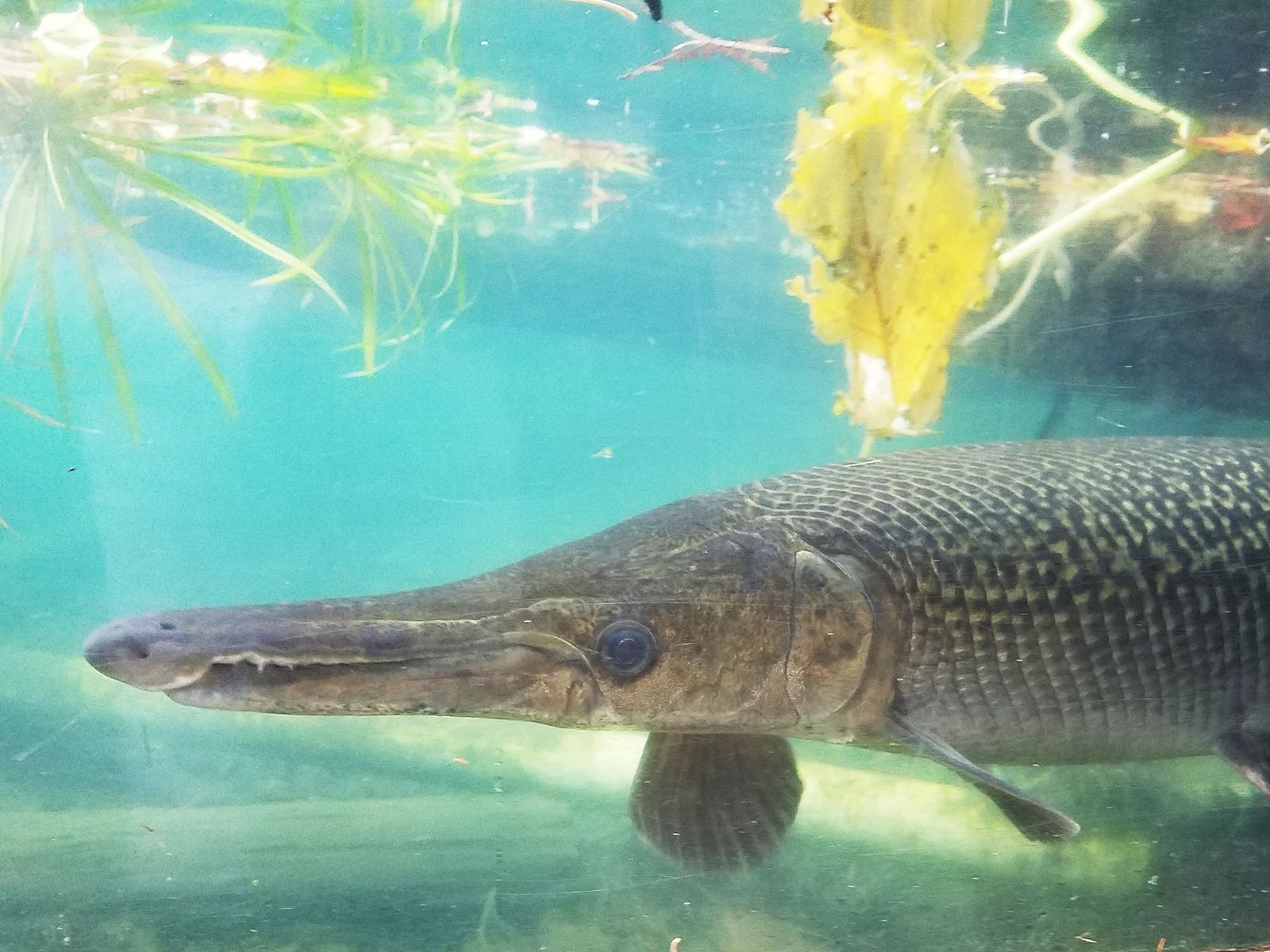 1600x1200 Alligator Gar