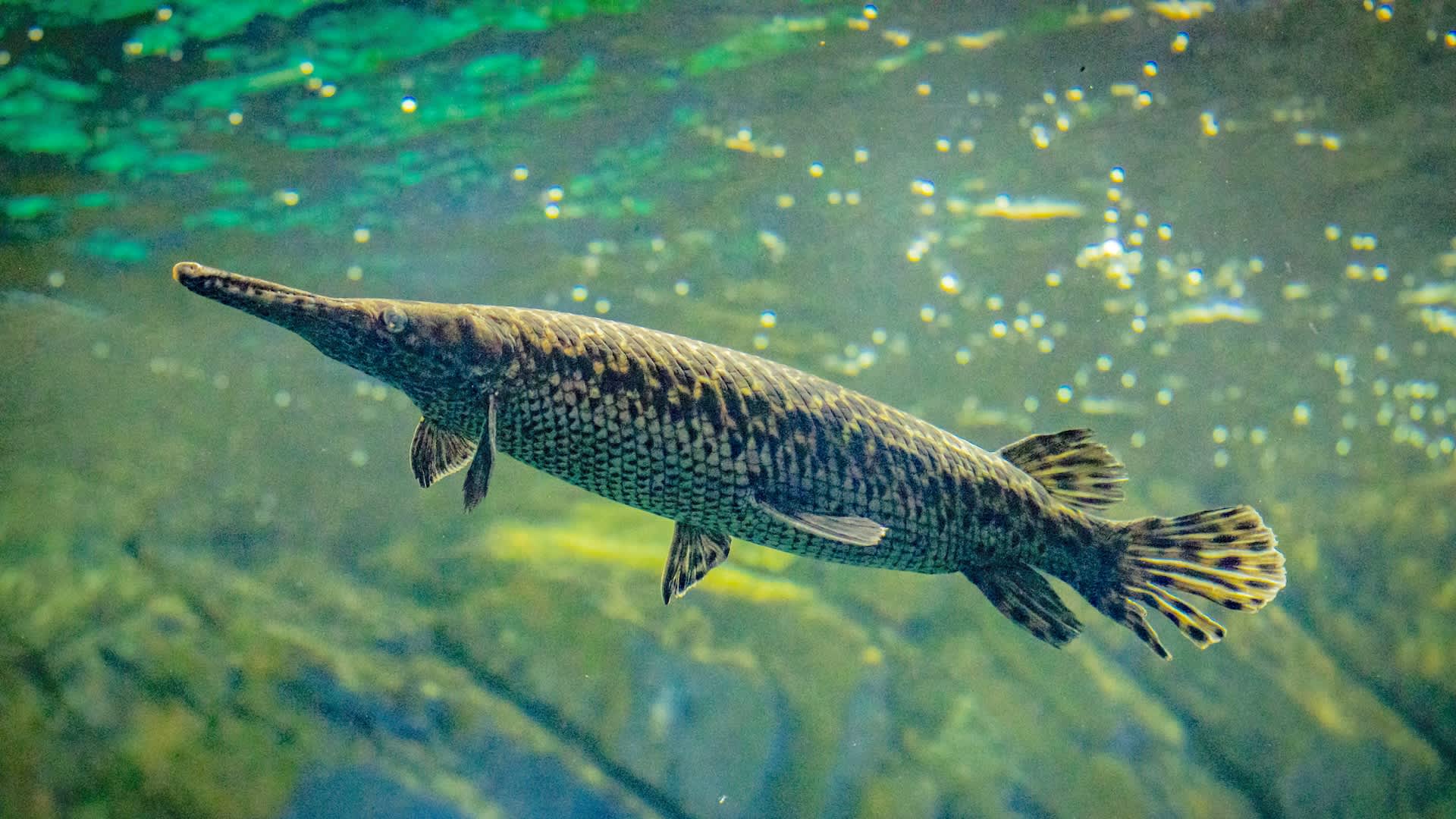 1920x1080 New Fossil Find Reveals Pugnacious Turtle Took On A 10 Foot Alligator Gar In An Ancient Florida River