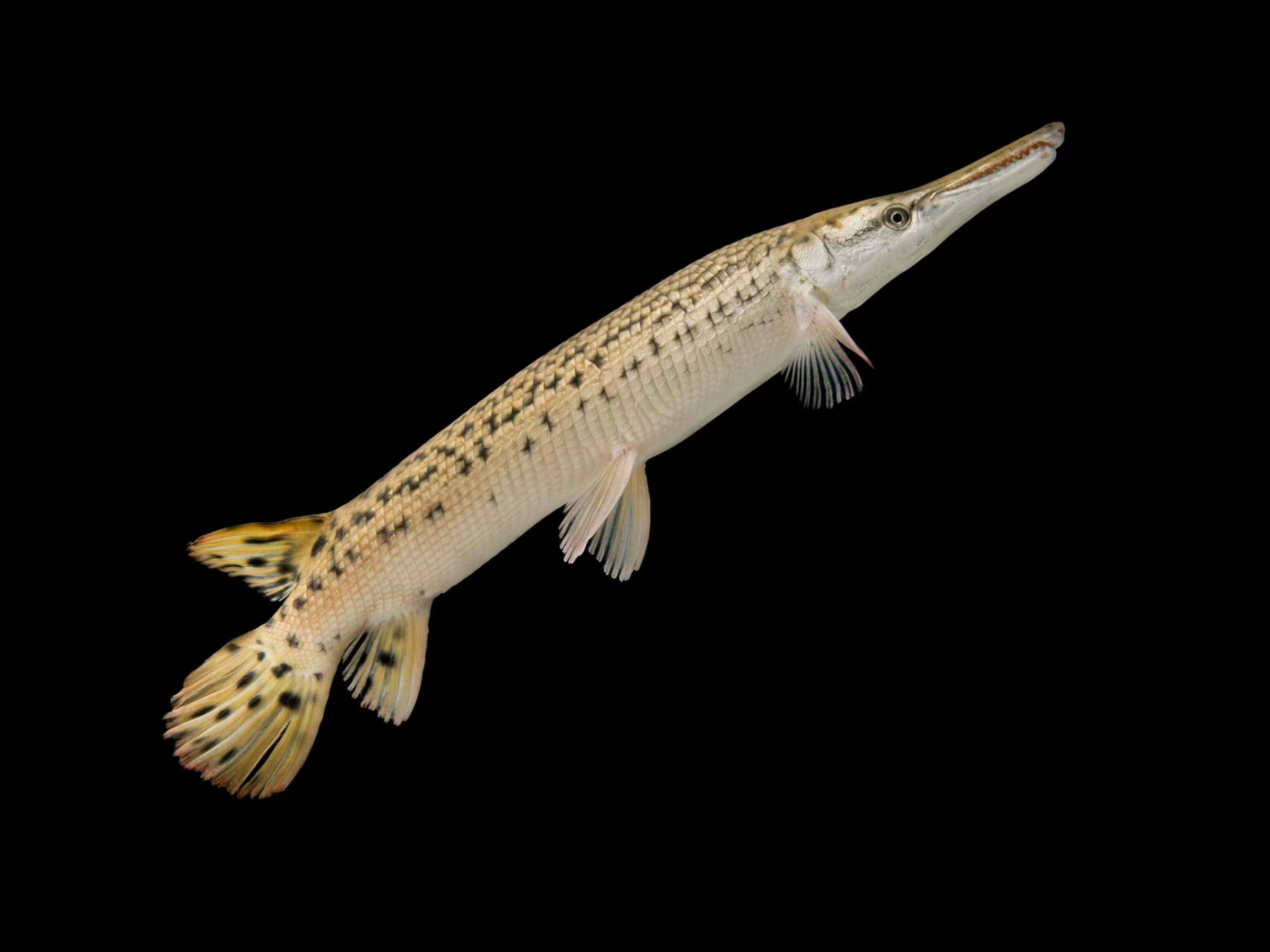 3072x2304 Download a fish with a long tail and white spots Picture
