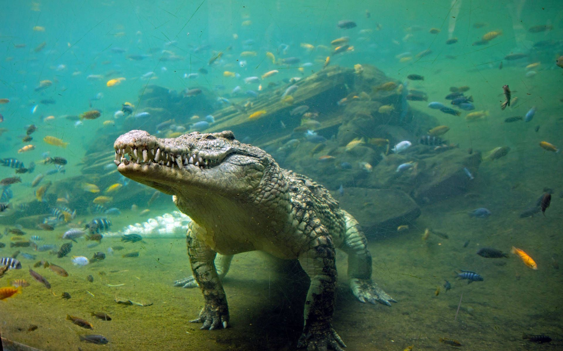 1920x1200 Download Underwater Alligator With Fish Wallpaper